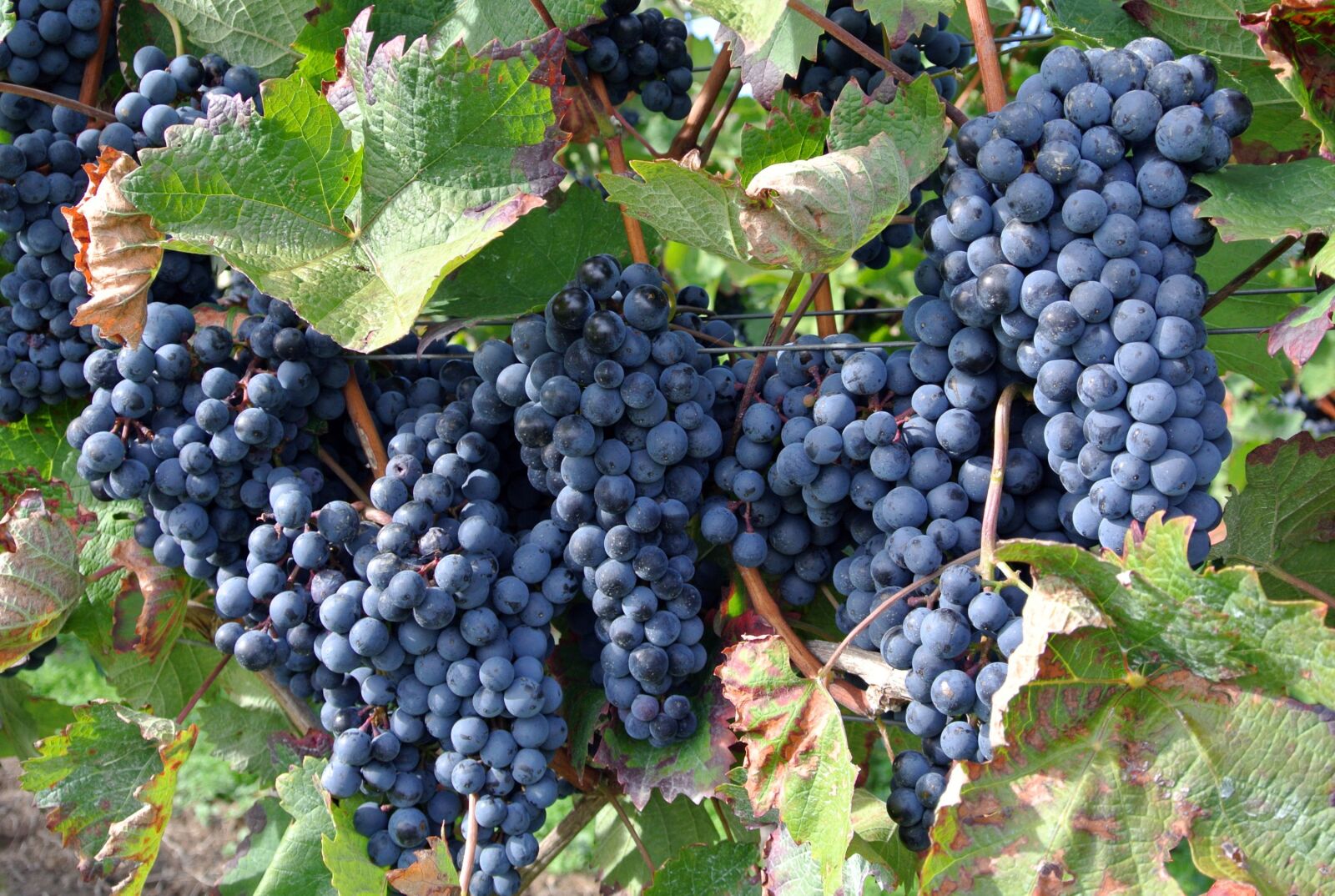 Nikon 1 Nikkor VR 10-30mm F3.5-5.6 sample photo. Fruit, grape, climber plant photography