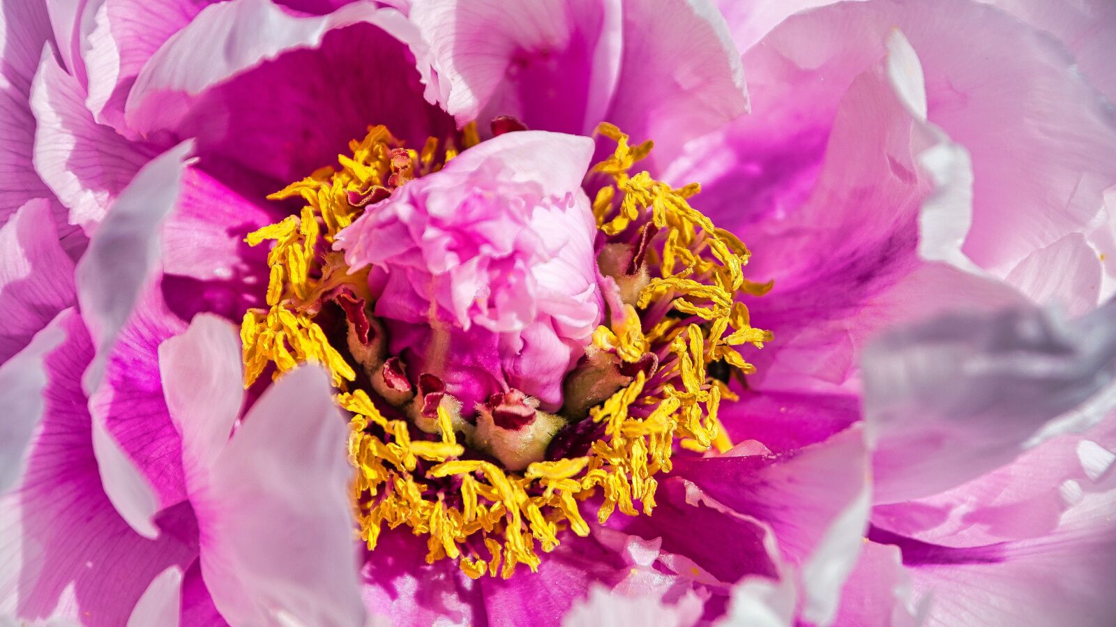 Nikon D7100 sample photo. The heart of peony photography