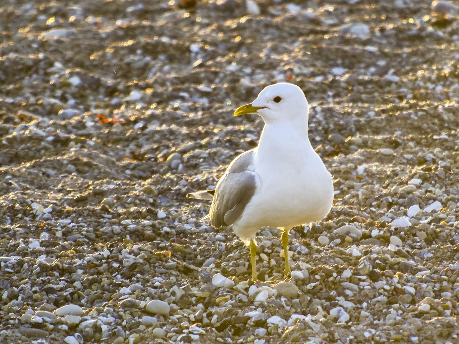 Olympus E-5 sample photo. Mew gull, seagull, bird photography