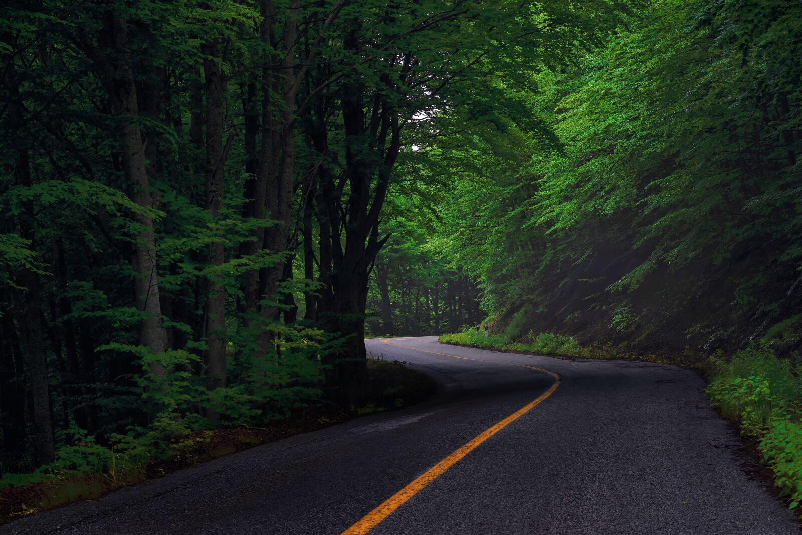 Nikon D7200 sample photo. Road, forest, spring photography