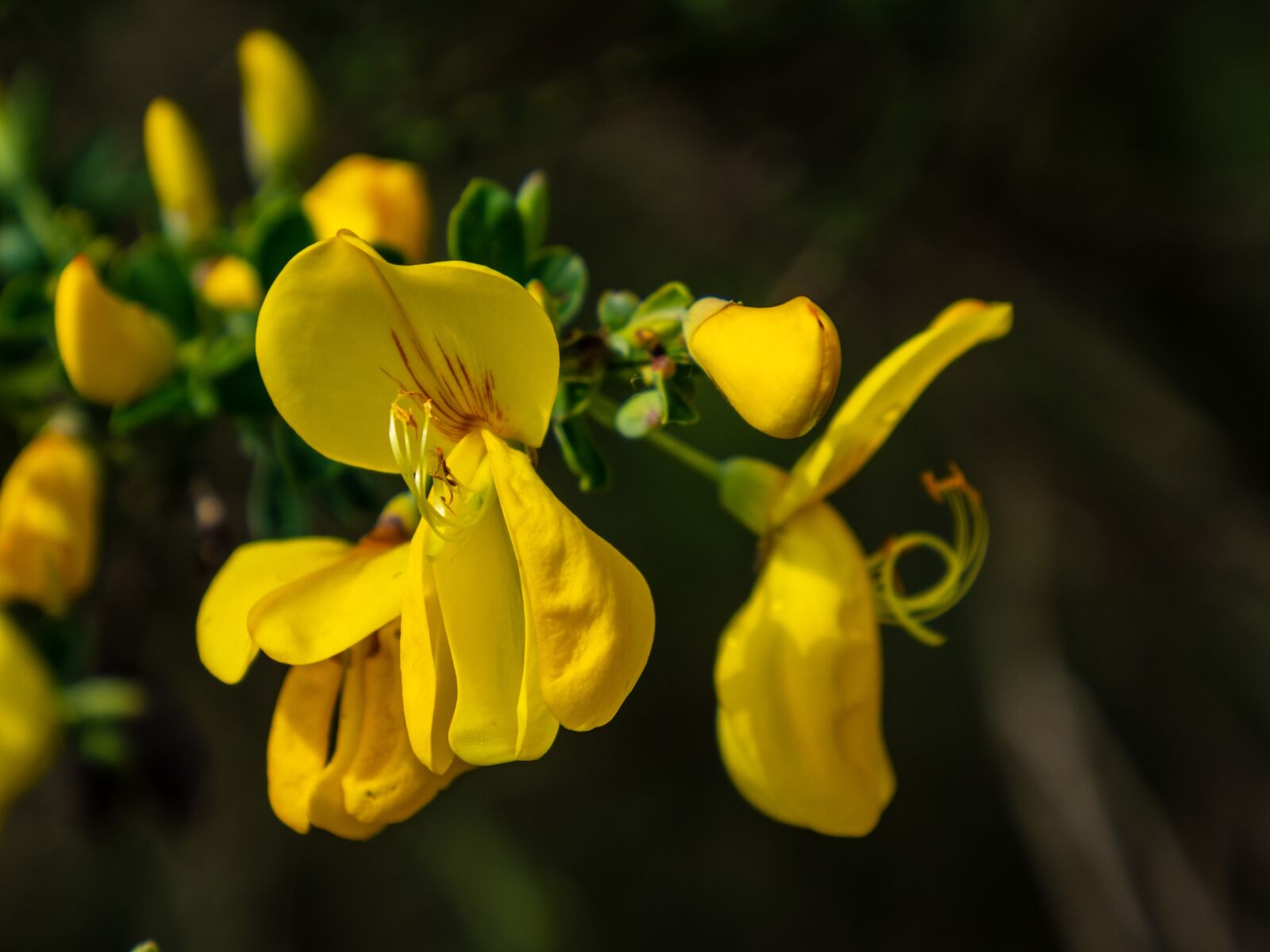 Olympus OM-D E-M10 III sample photo. Flower, plant, bush photography