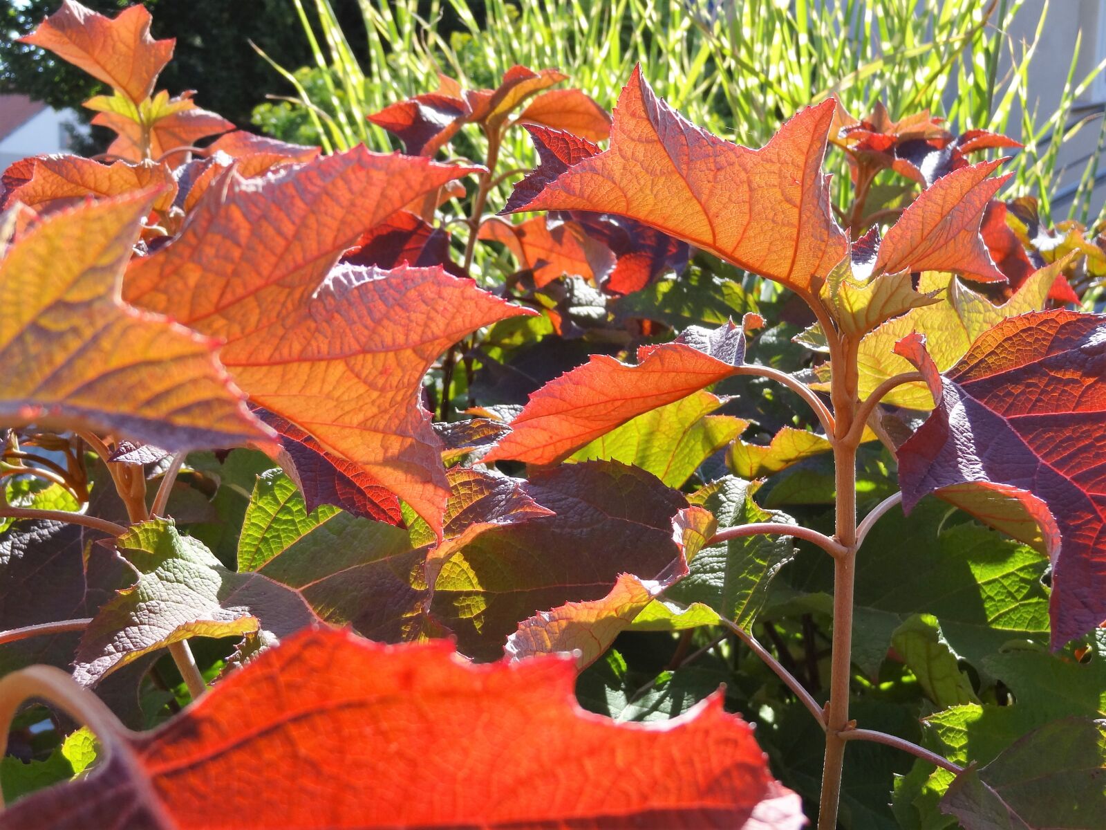 Sony Cyber-shot DSC-HX9V sample photo. Nostalgia, autumn, indian summer photography