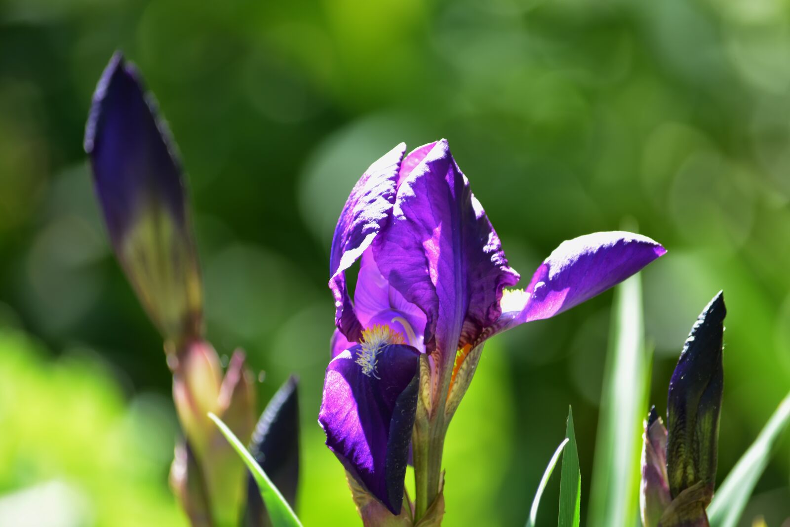 Nikon D5200 sample photo. Flowers, spring, flower bed photography