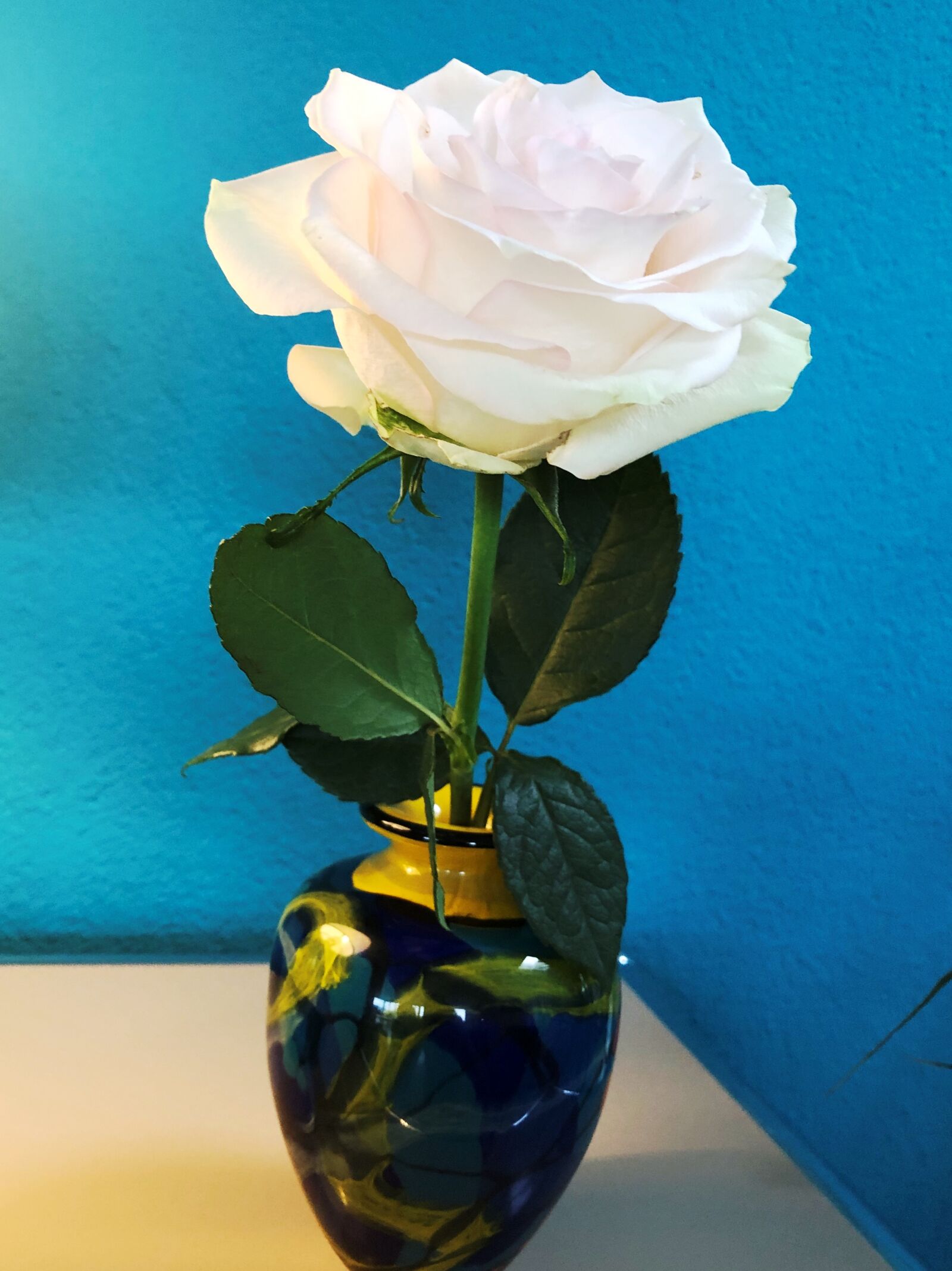 Apple iPhone 8 sample photo. Rose, vase, color photography