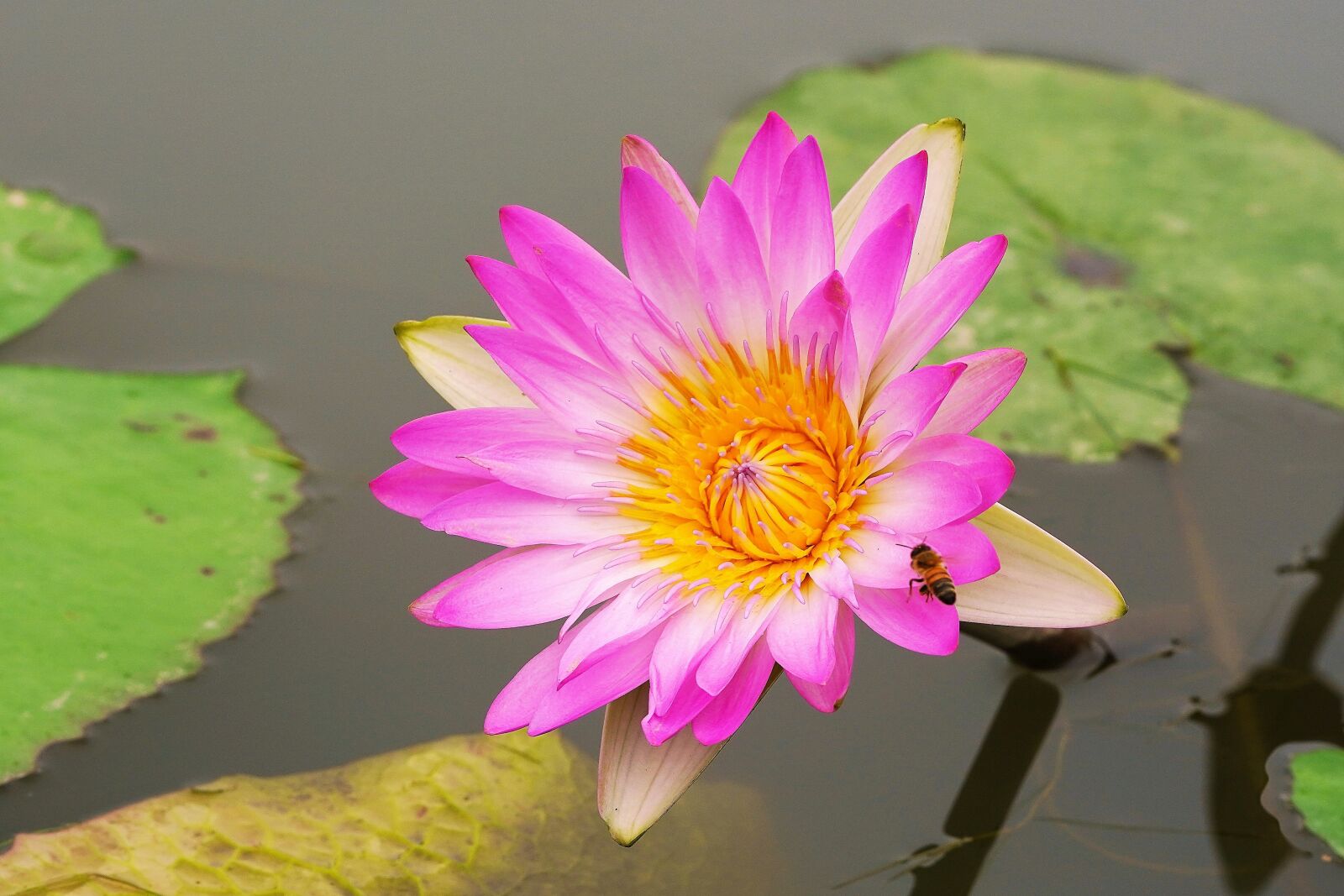 Sony a7R III + Sony FE 90mm F2.8 Macro G OSS sample photo. Red flower, lotus flower photography