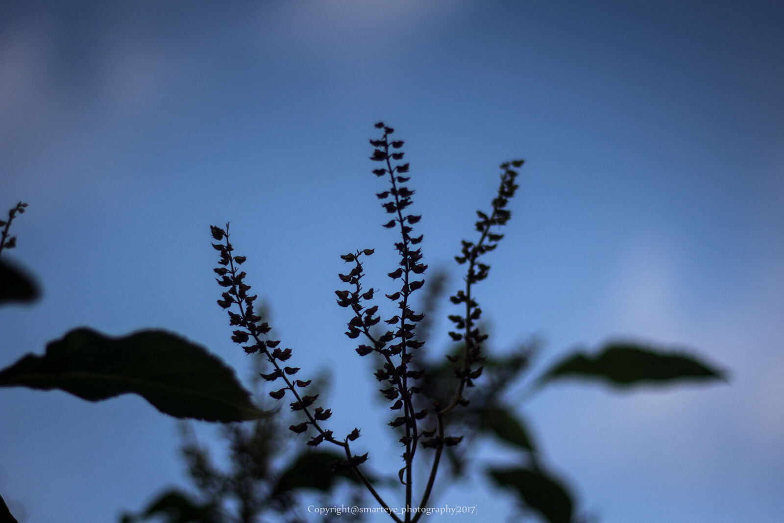 Canon EOS 600D (Rebel EOS T3i / EOS Kiss X5) + Canon EF 50mm F1.8 STM sample photo. Nature, naturalight, plants, wallpaper photography