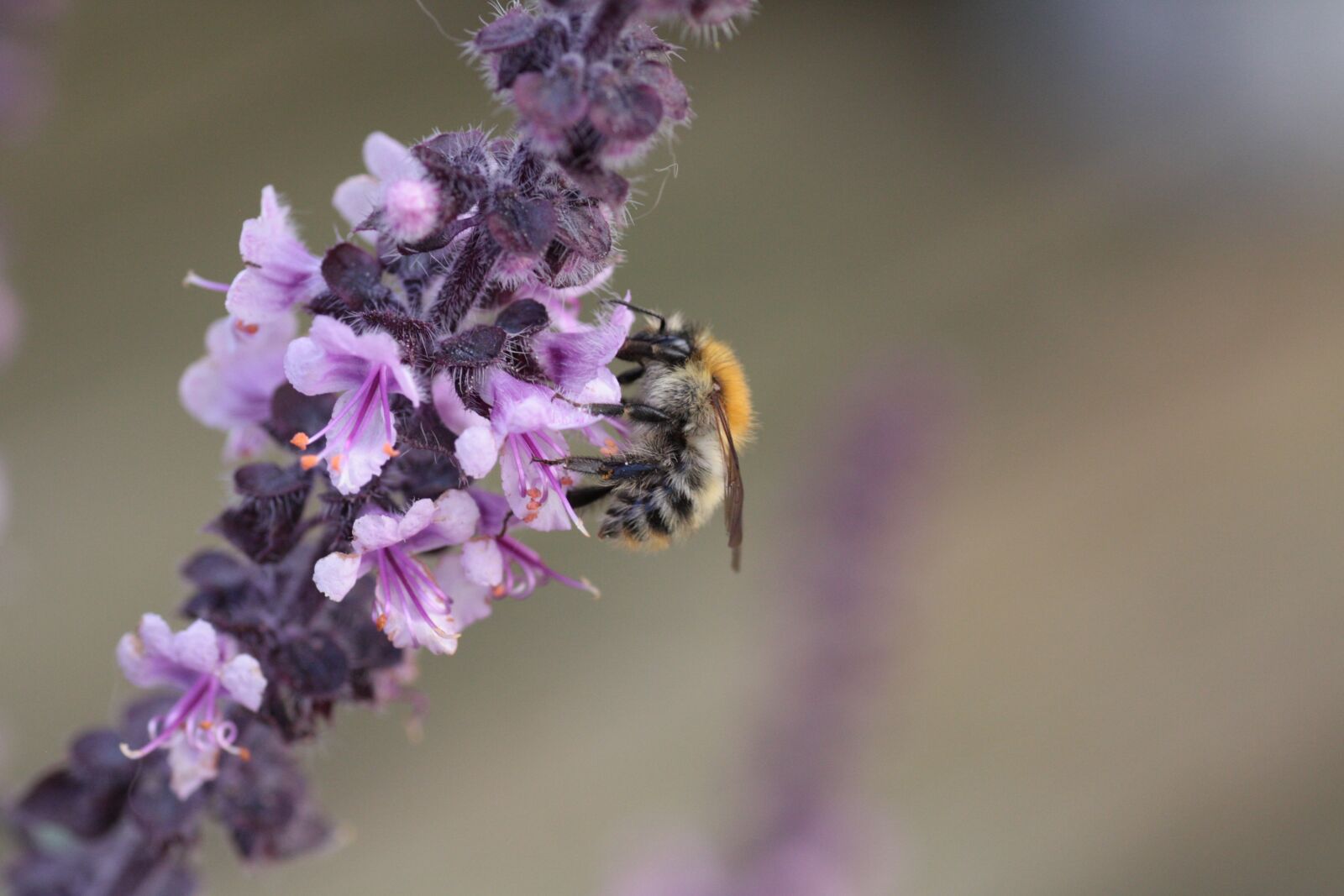 Canon EOS 450D (EOS Rebel XSi / EOS Kiss X2) sample photo. Basil, wild bee, nectar photography