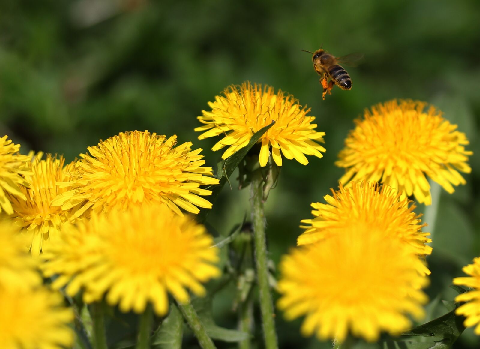 Canon EF-S 60mm F2.8 Macro USM sample photo. Dandelion, bee, insecta photography