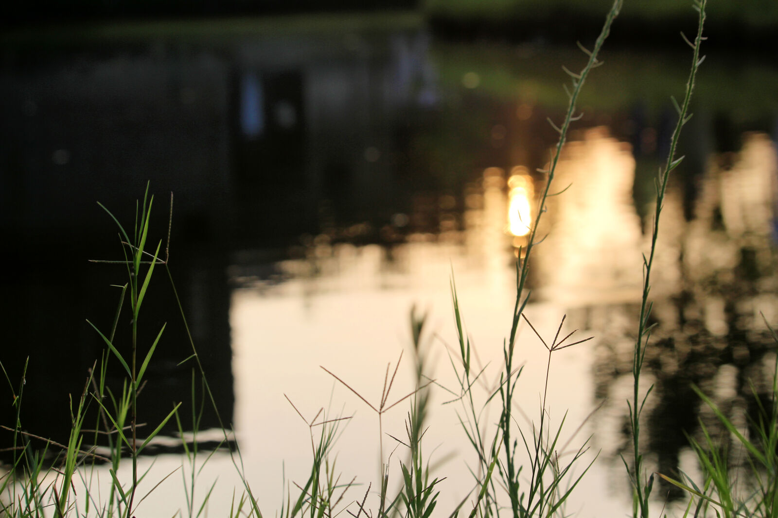 Canon EOS 700D (EOS Rebel T5i / EOS Kiss X7i) + Canon EF-S 55-250mm F4-5.6 IS STM sample photo. Calm, waters, grass, hsclicks photography