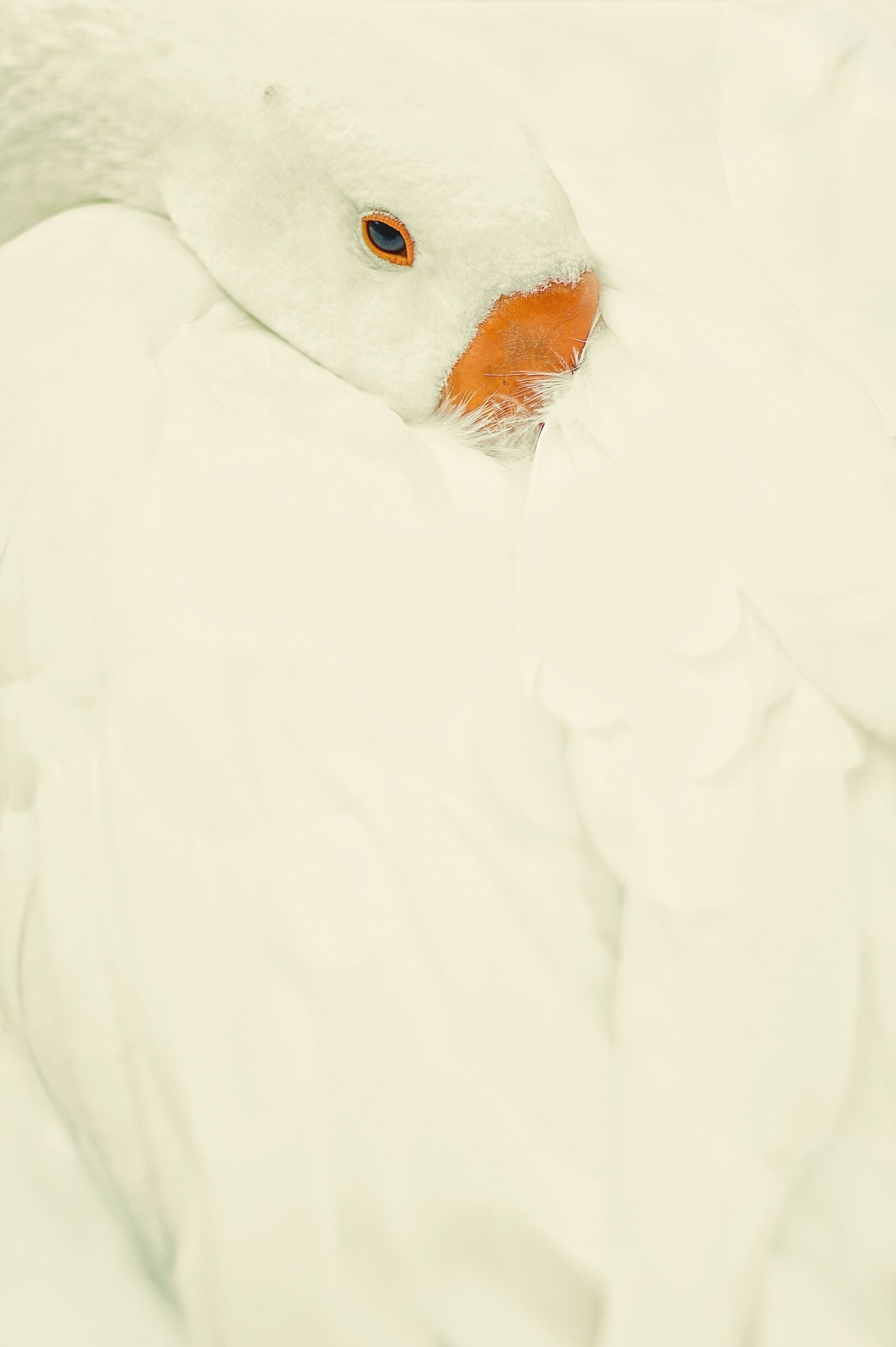 Canon EOS 1100D (EOS Rebel T3 / EOS Kiss X50) sample photo. Swan, animal, lake photography