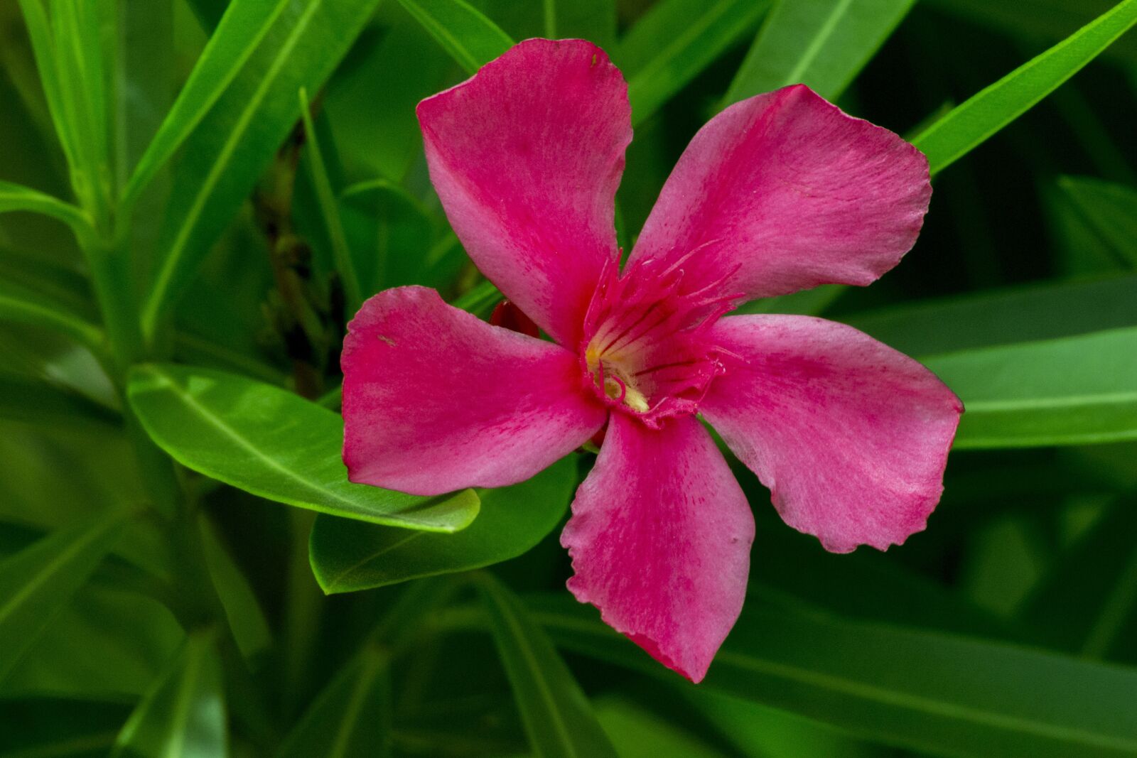 Canon EOS 700D (EOS Rebel T5i / EOS Kiss X7i) sample photo. Nature, plant, flower photography