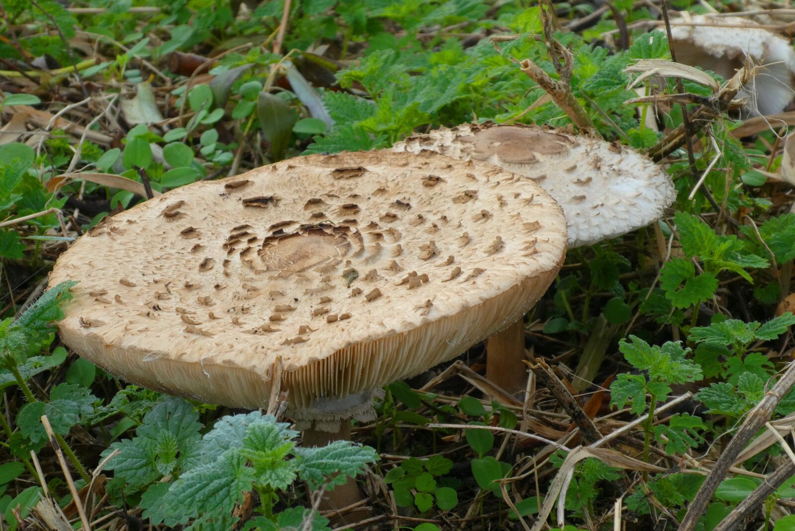 Panasonic Lumix DC-ZS70 (Lumix DC-TZ90) sample photo. Mushroom, tracks, sporendrager photography