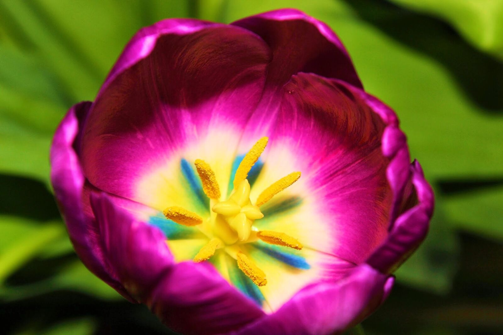 Canon EOS 600D (Rebel EOS T3i / EOS Kiss X5) sample photo. Nature, flower, flora photography