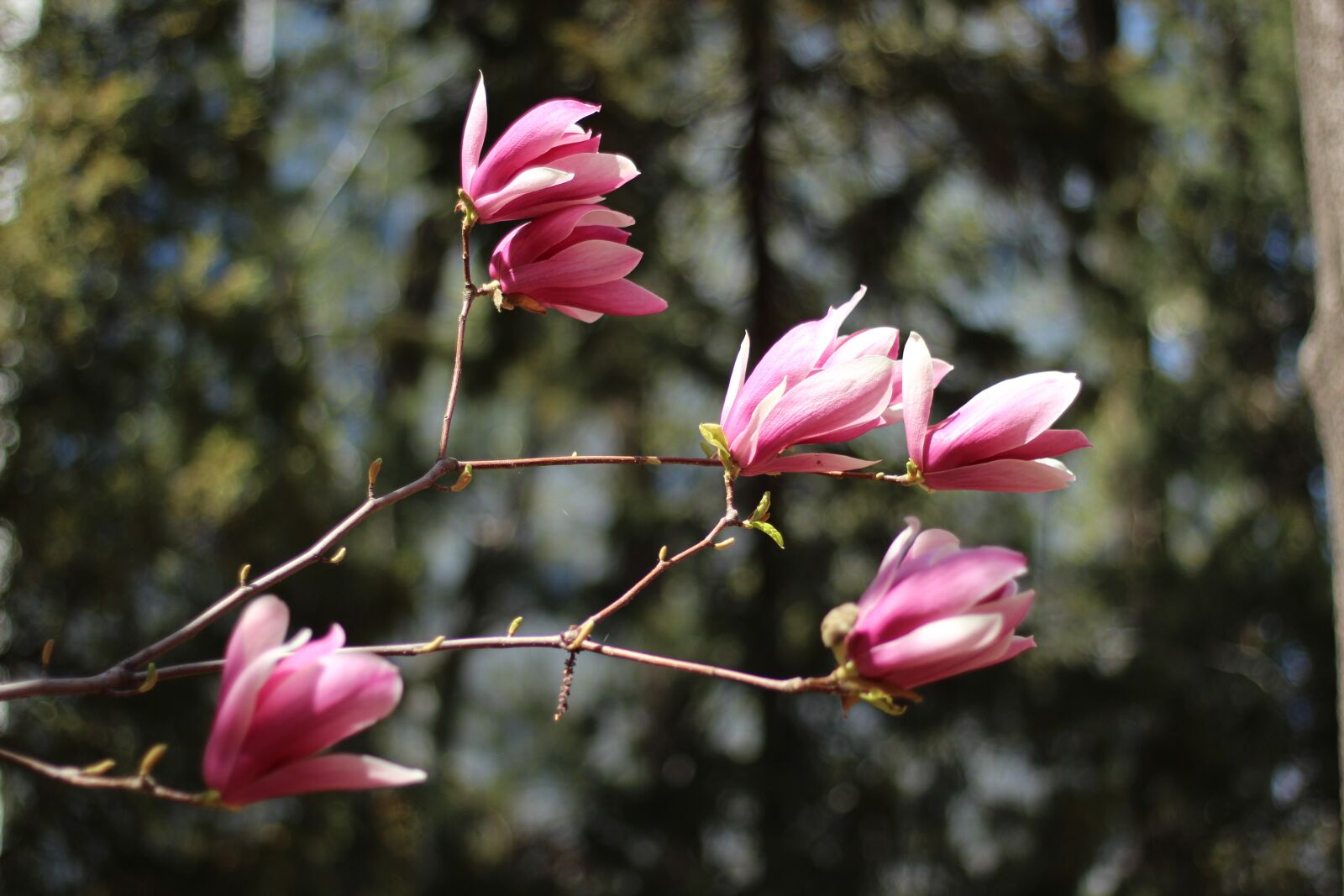 Canon EOS 600D (Rebel EOS T3i / EOS Kiss X5) + Canon EF 50mm F1.8 STM sample photo. Magnolia, spring, flower photography