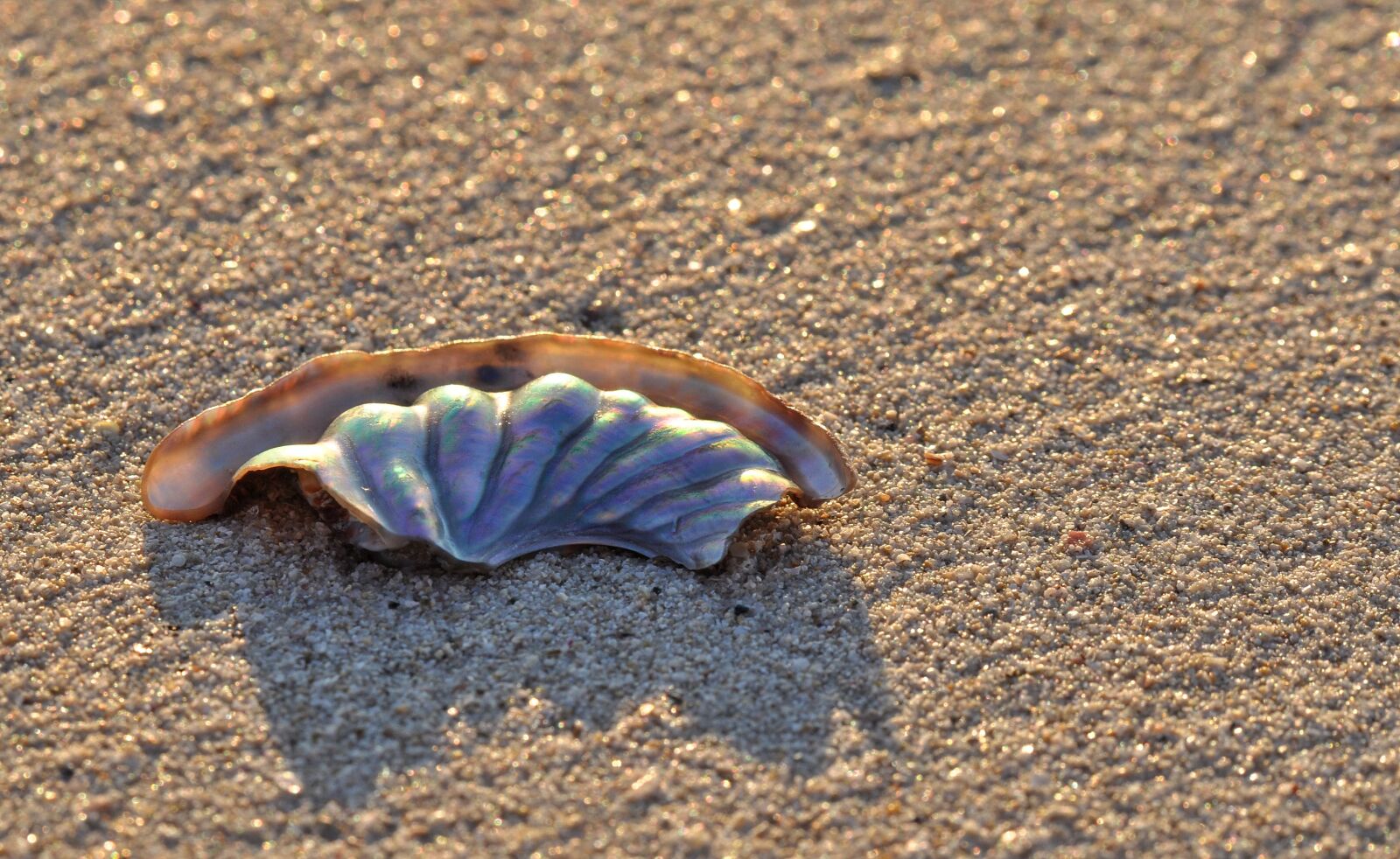 Nikon D90 sample photo. Shell, beach, sand photography