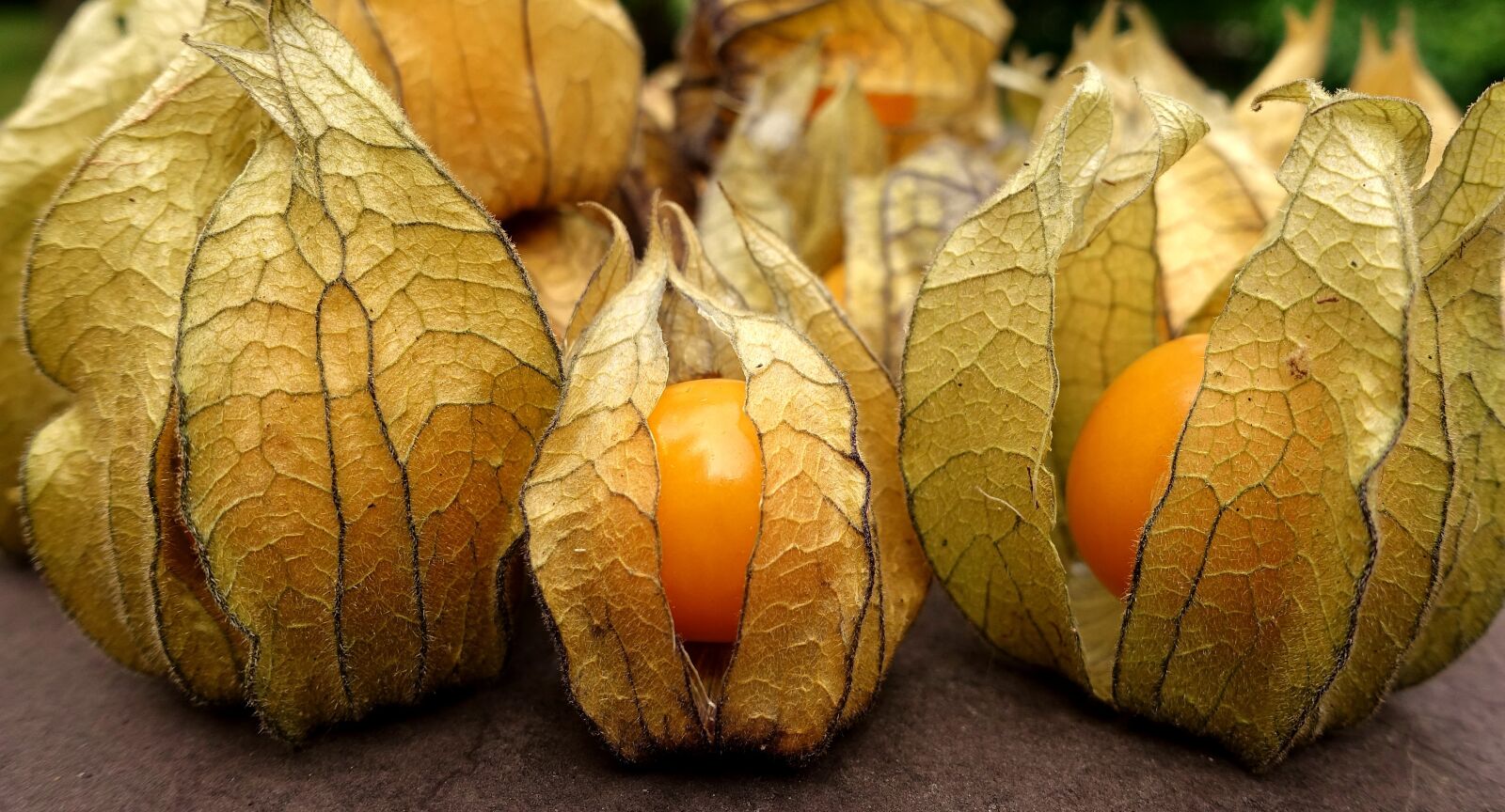 Sony DSC-RX100M5 sample photo. Physalis, fruit, berry photography