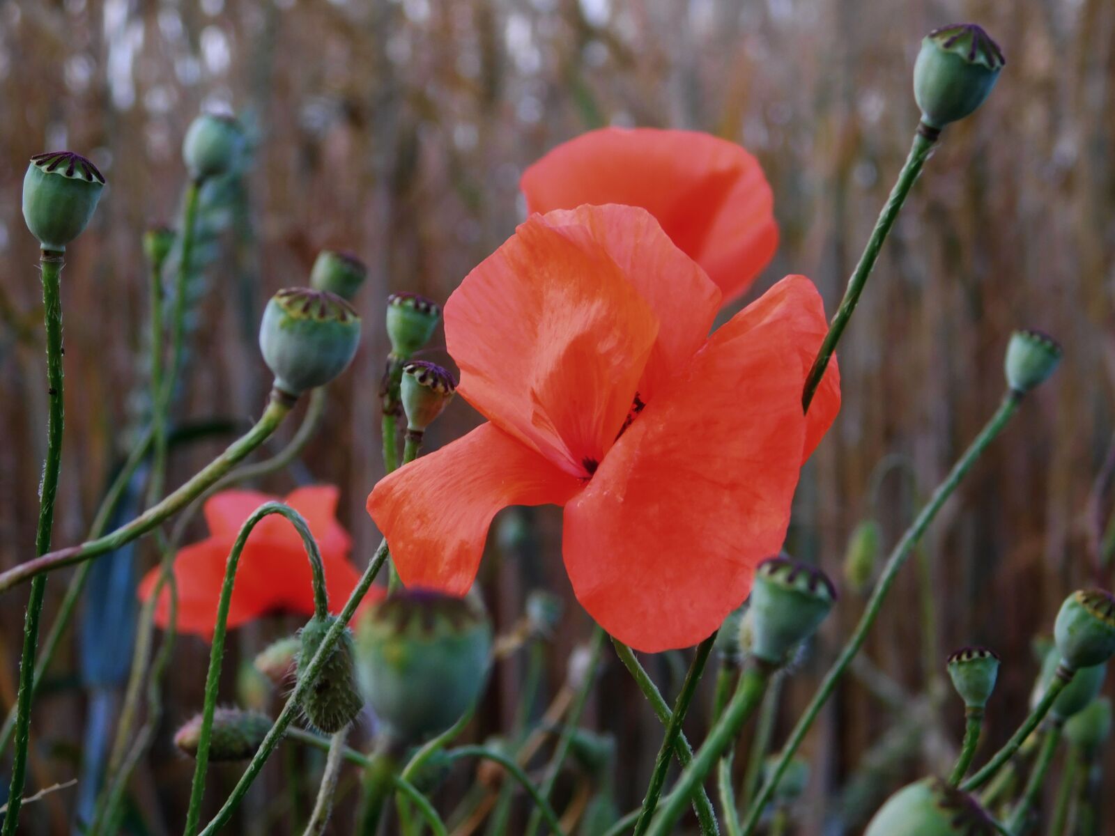 Nikon Coolpix L840 sample photo. Poppy, poppy buds, field photography
