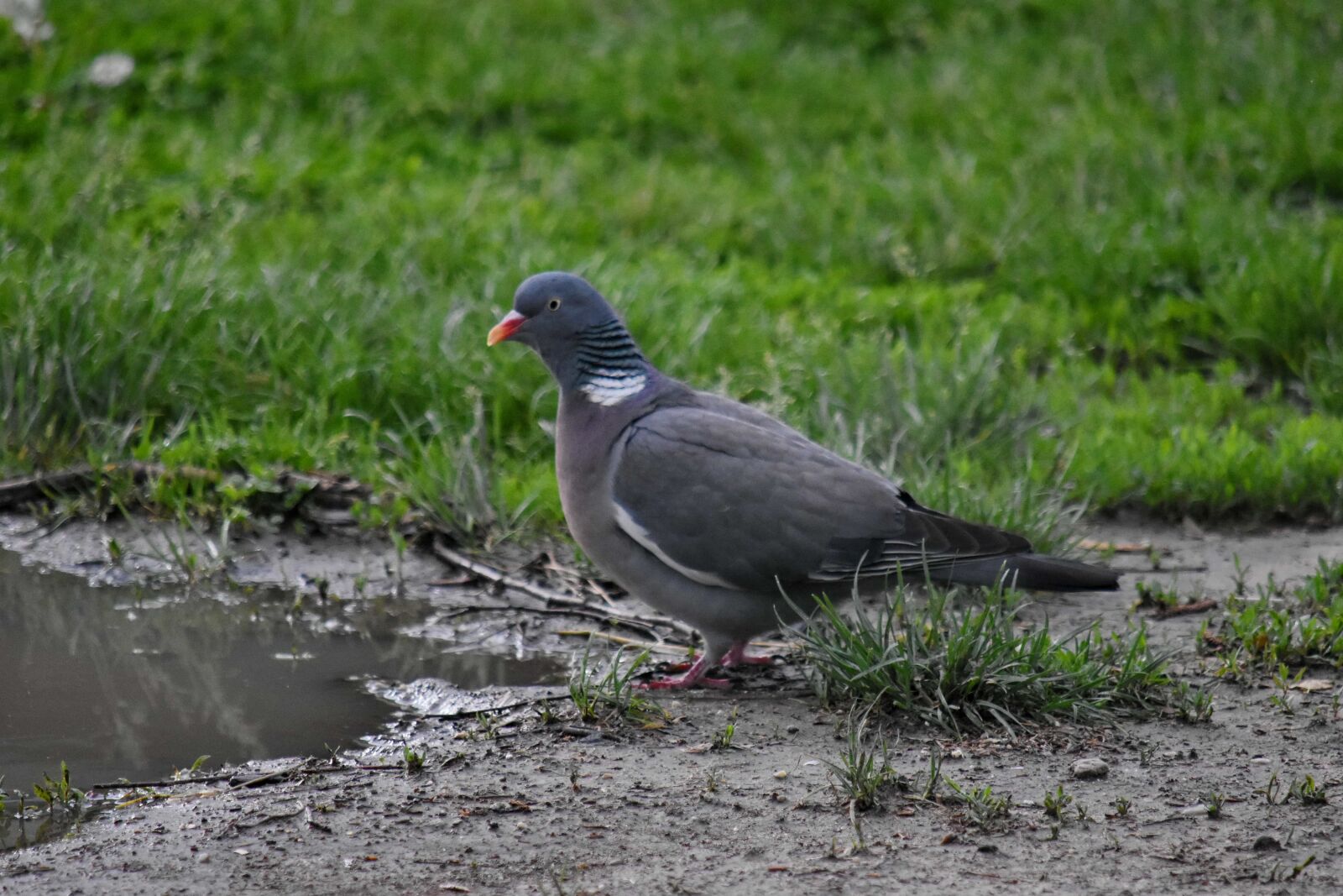 Nikon D5500 sample photo. Pigeon, wild, animal, wildlife photography