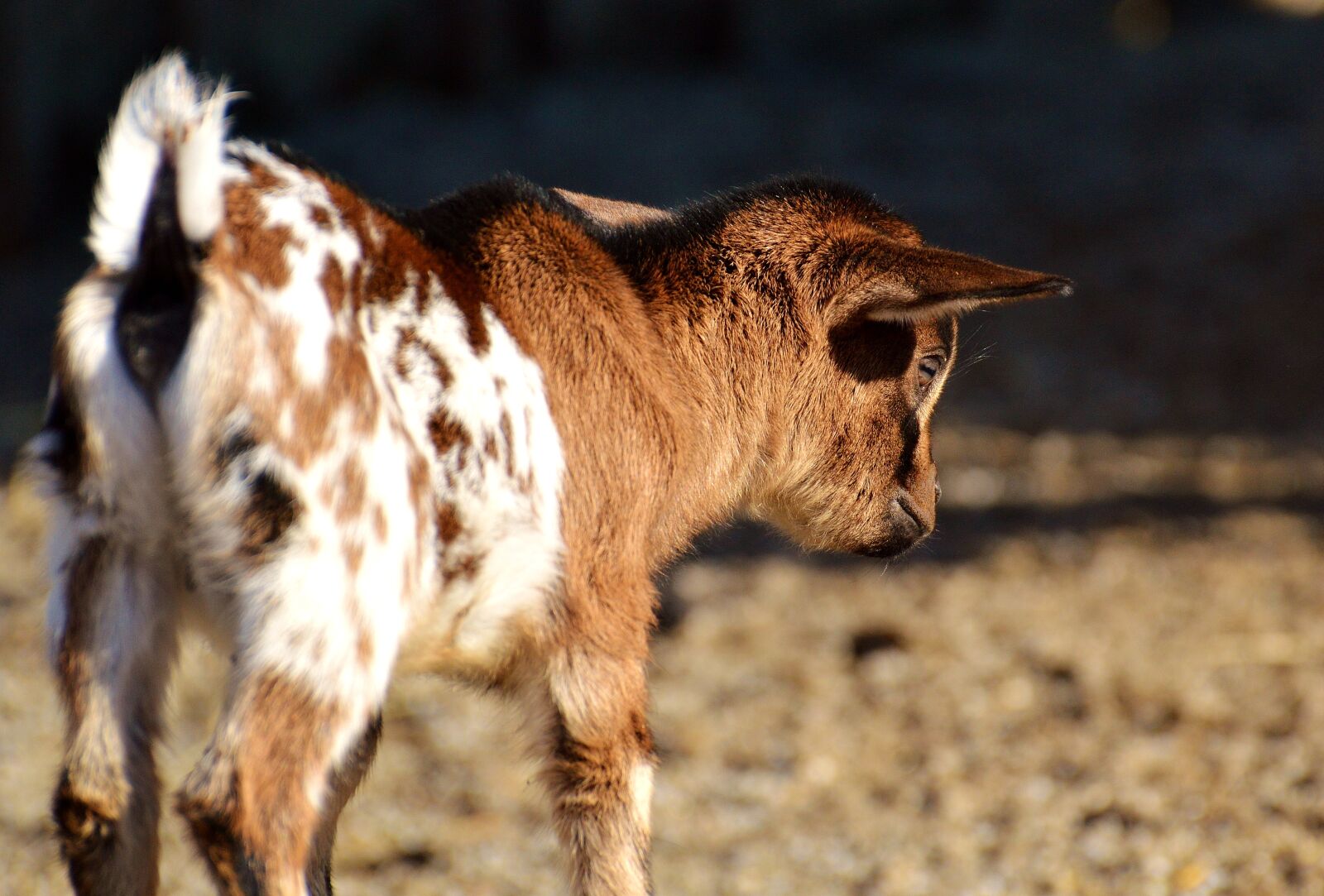 Nikon D3200 sample photo. Goat, wildpark poing, young photography
