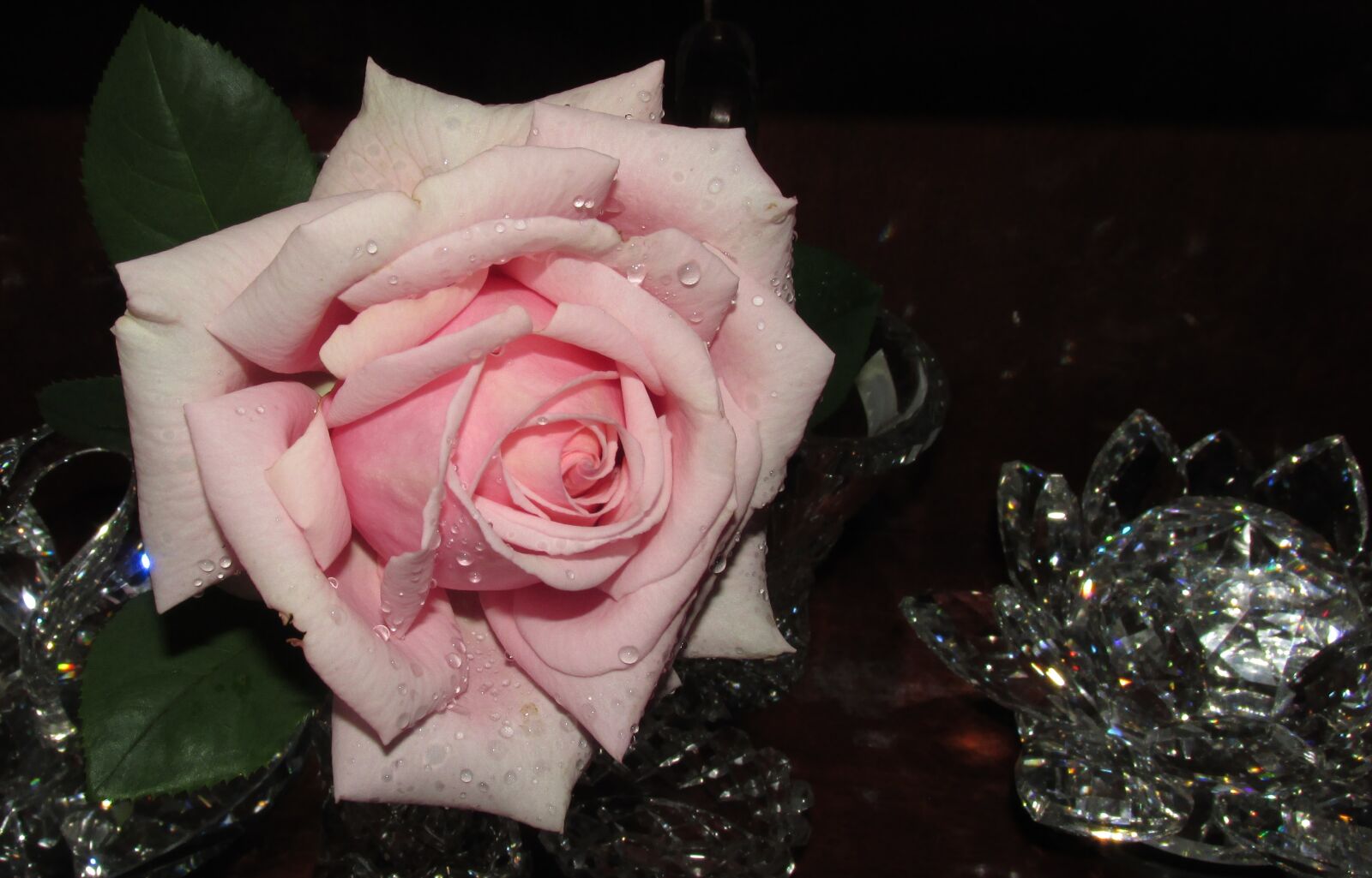 Canon PowerShot SX170 IS sample photo. Pink, rose, in photography