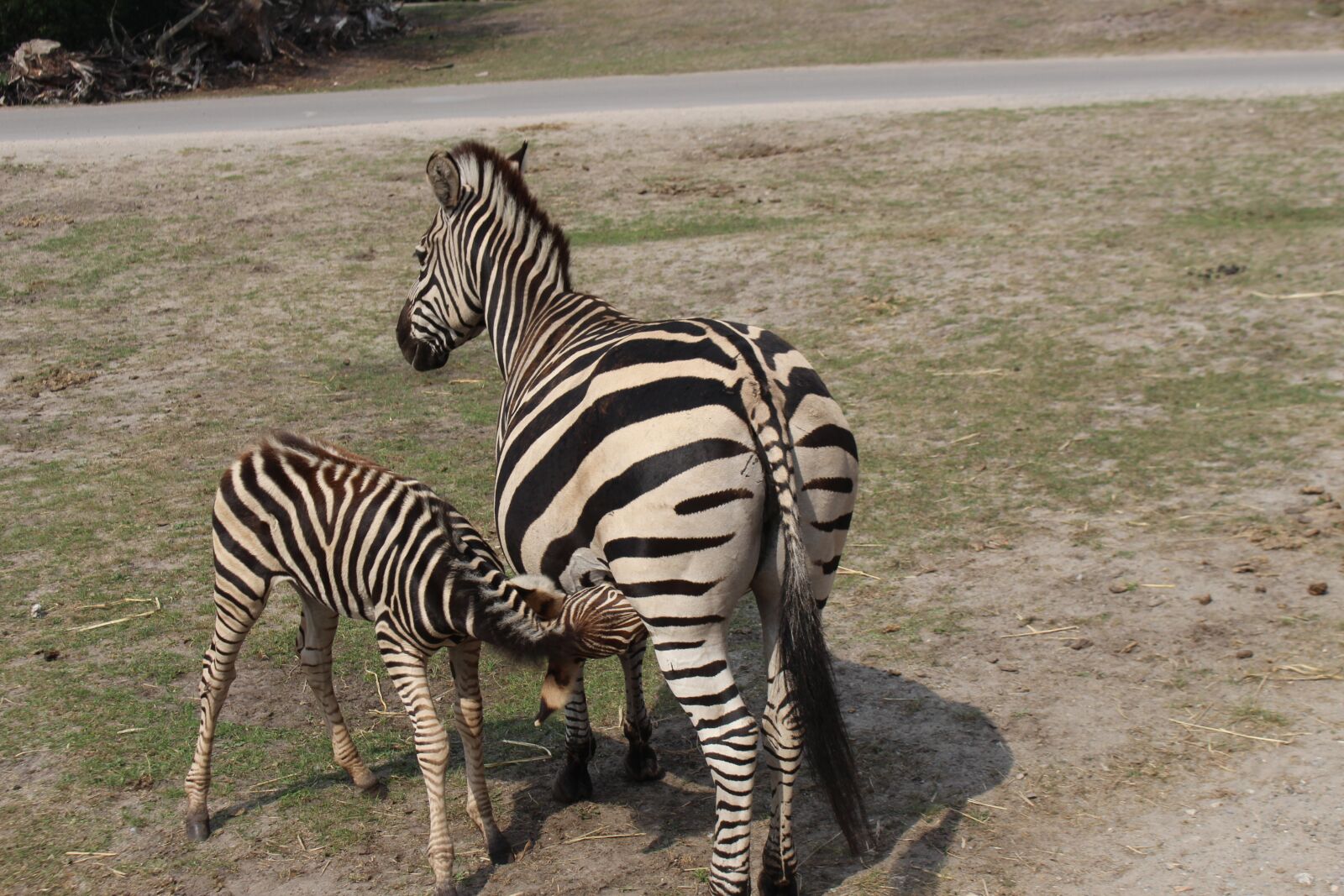 Canon EOS 700D (EOS Rebel T5i / EOS Kiss X7i) sample photo. Zebra, mother, children photography