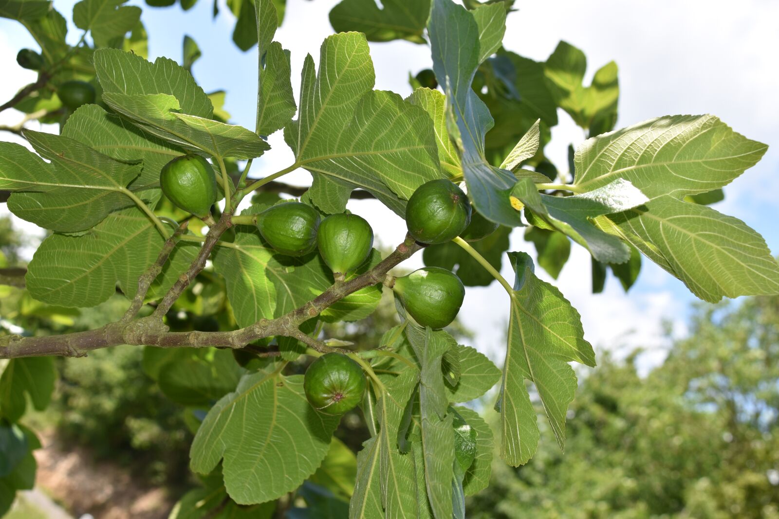 Nikon D5600 sample photo. Figs, fig fruit, shrub photography