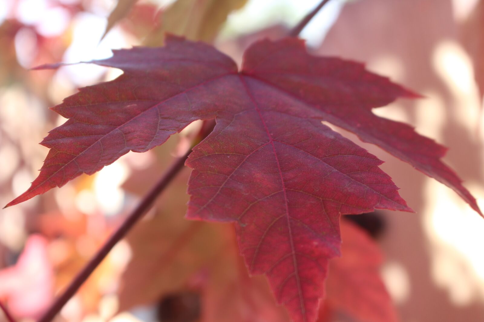 Canon EOS 700D (EOS Rebel T5i / EOS Kiss X7i) sample photo. Autumn, leaves, fall leaves photography