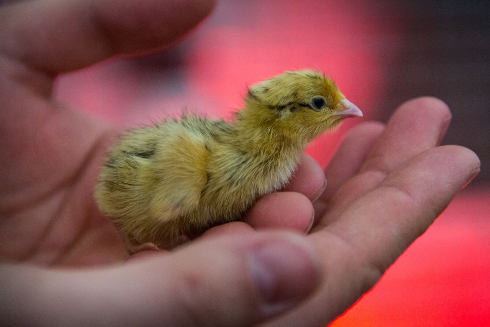 Canon EOS 5D Mark III sample photo. Chicks, hand, plumage photography