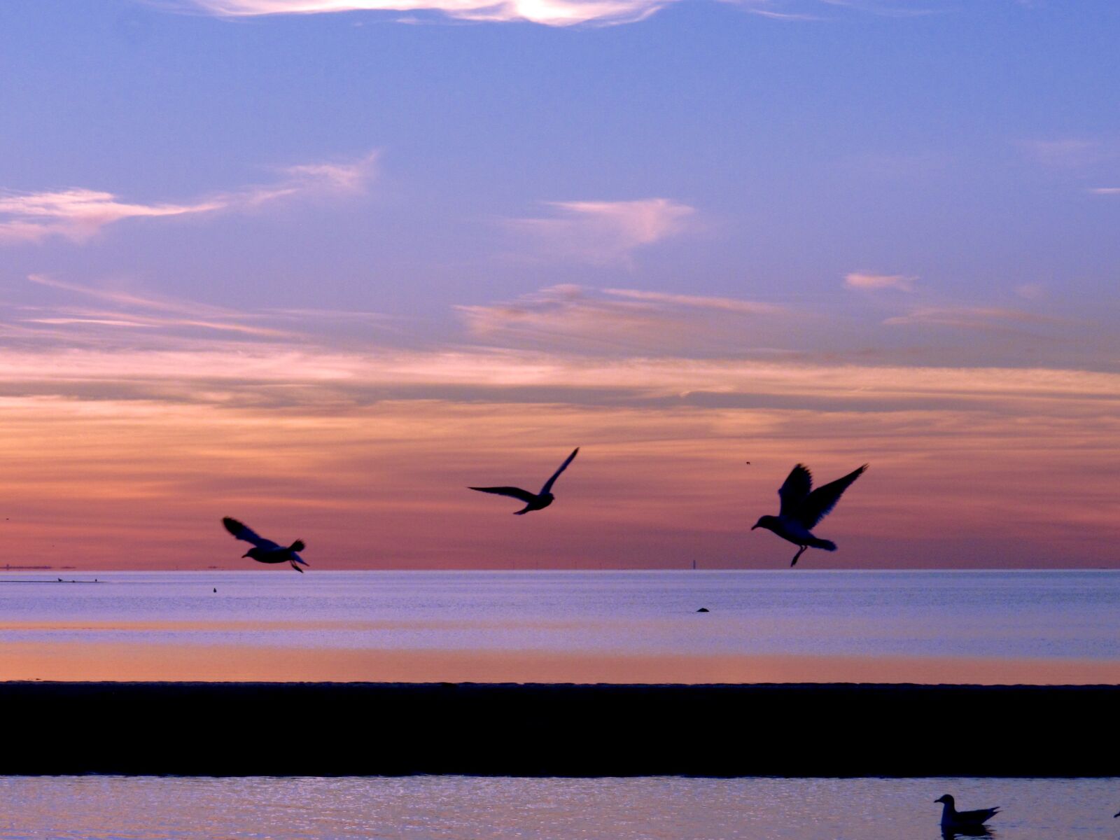 Canon PowerShot G12 sample photo. Seagulls, sunset, nature photography