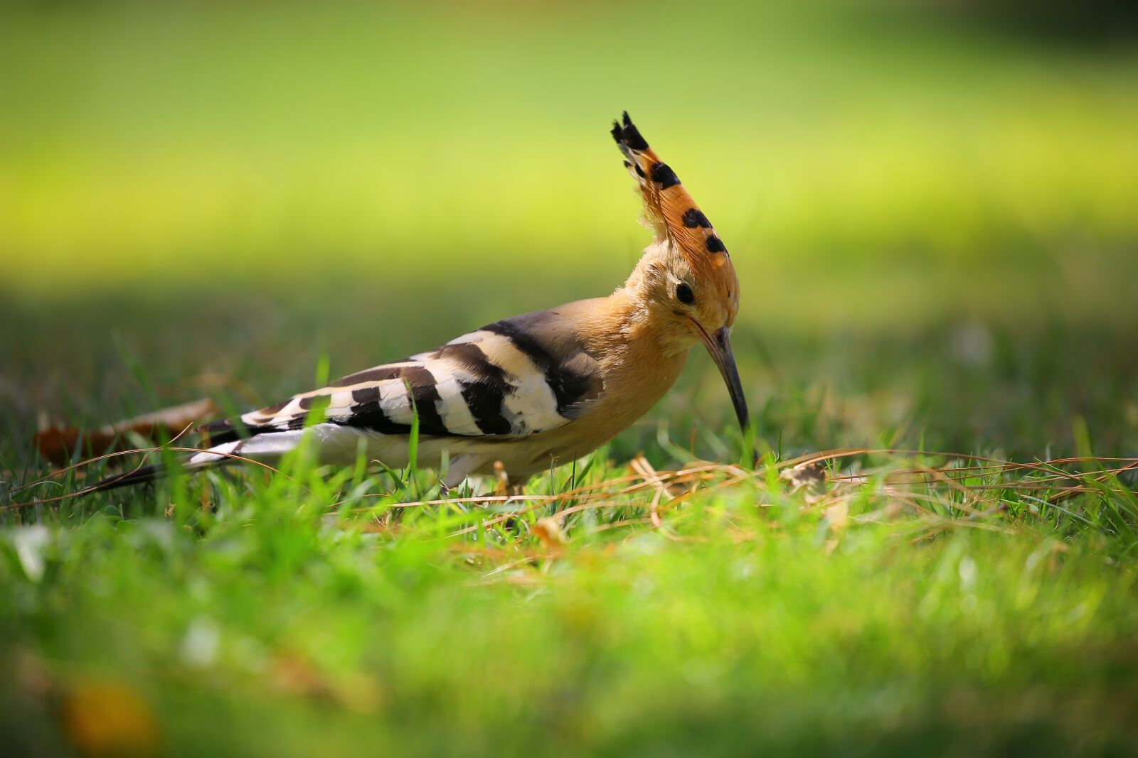 Canon EOS 5D Mark III sample photo. Animal, avian, bird photography