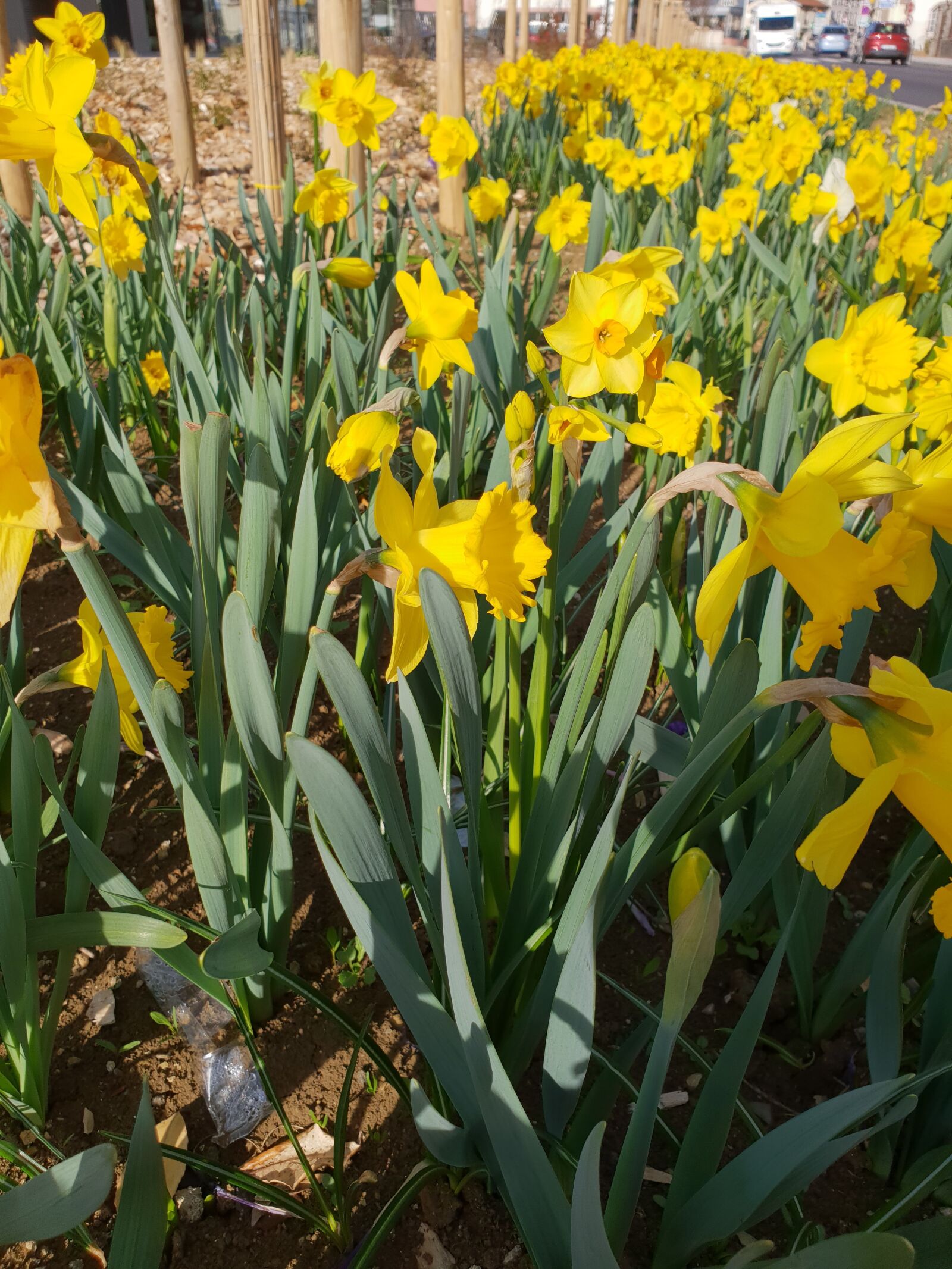 Samsung SM-G960F sample photo. Daffodils, waste, cars photography