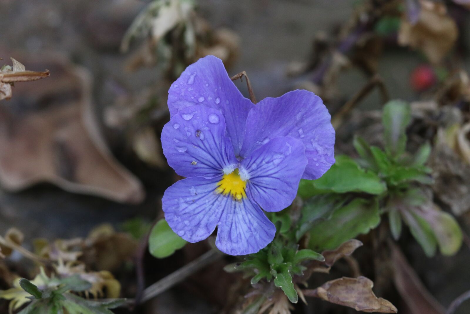 Canon EOS 70D + Canon EF 100mm F2.8 Macro USM sample photo. Purple, violet, pink photography