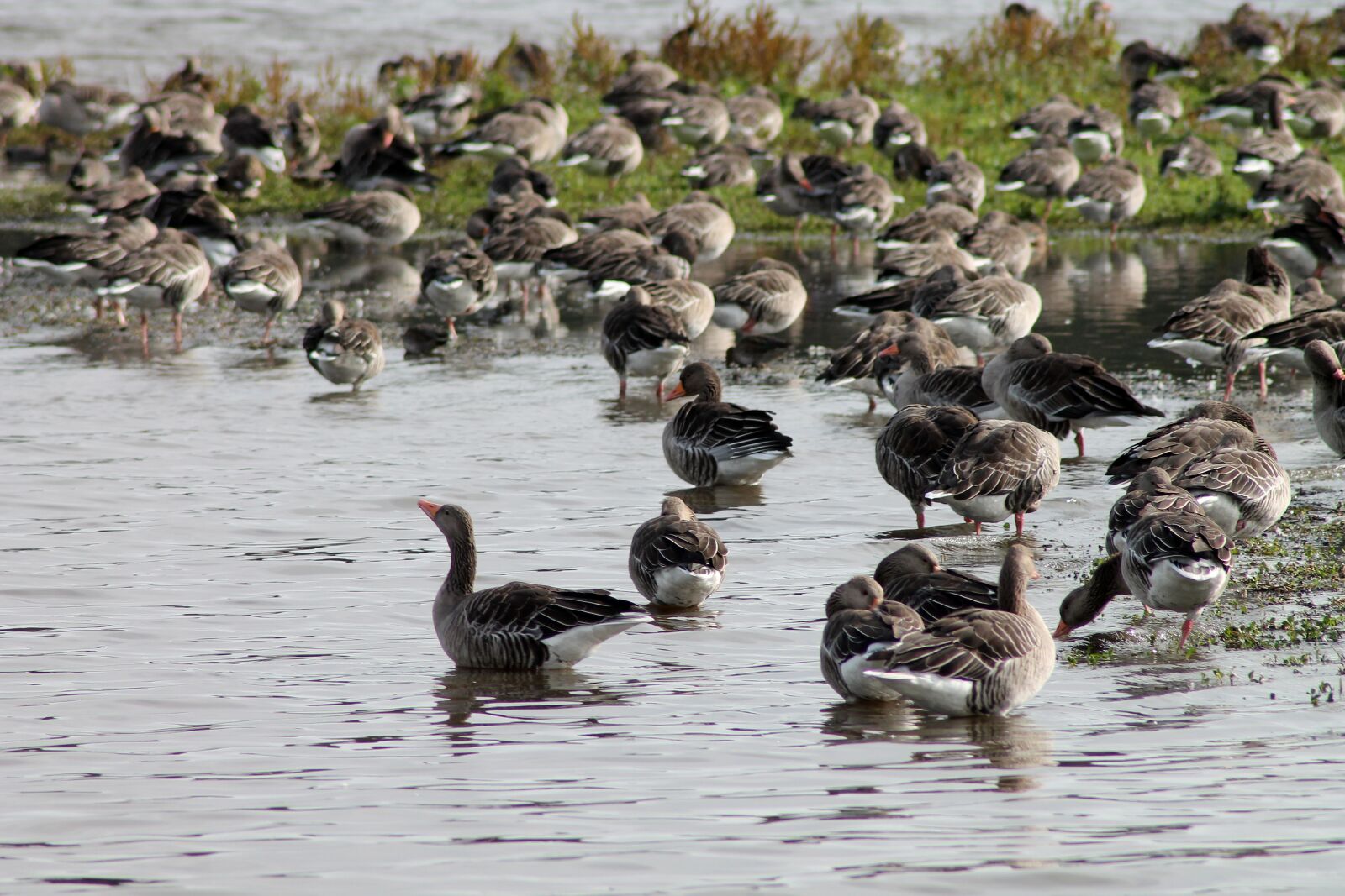 Canon EOS 1100D (EOS Rebel T3 / EOS Kiss X50) sample photo. Geese, lake, expensive photography