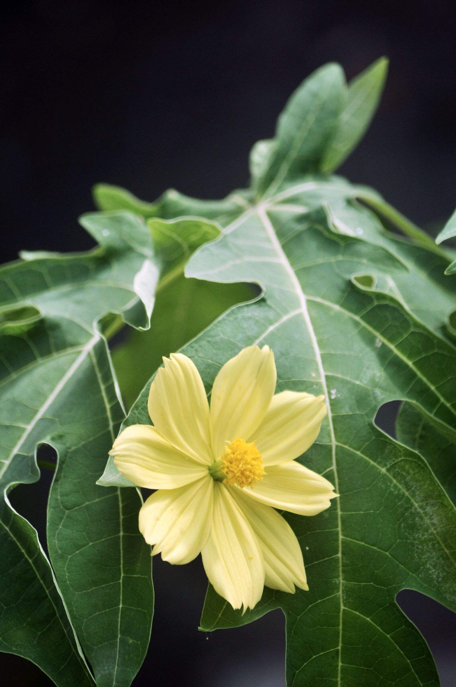 Nikon D90 sample photo. Flora, leaf, nature photography