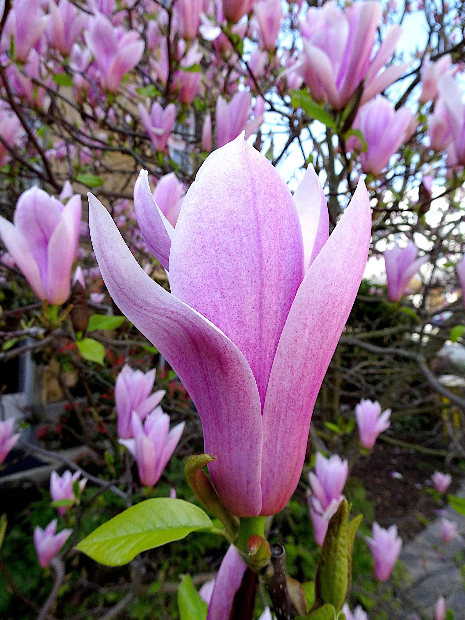 Sony Cyber-shot DSC-HX90V sample photo. Magnolia grandiflora, flowers, trees photography