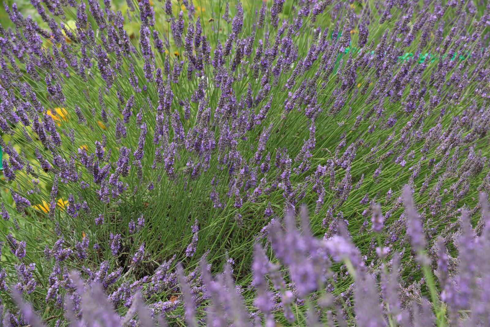 Canon EF-S 18-135mm F3.5-5.6 IS STM sample photo. Lavender, purple, monet photography