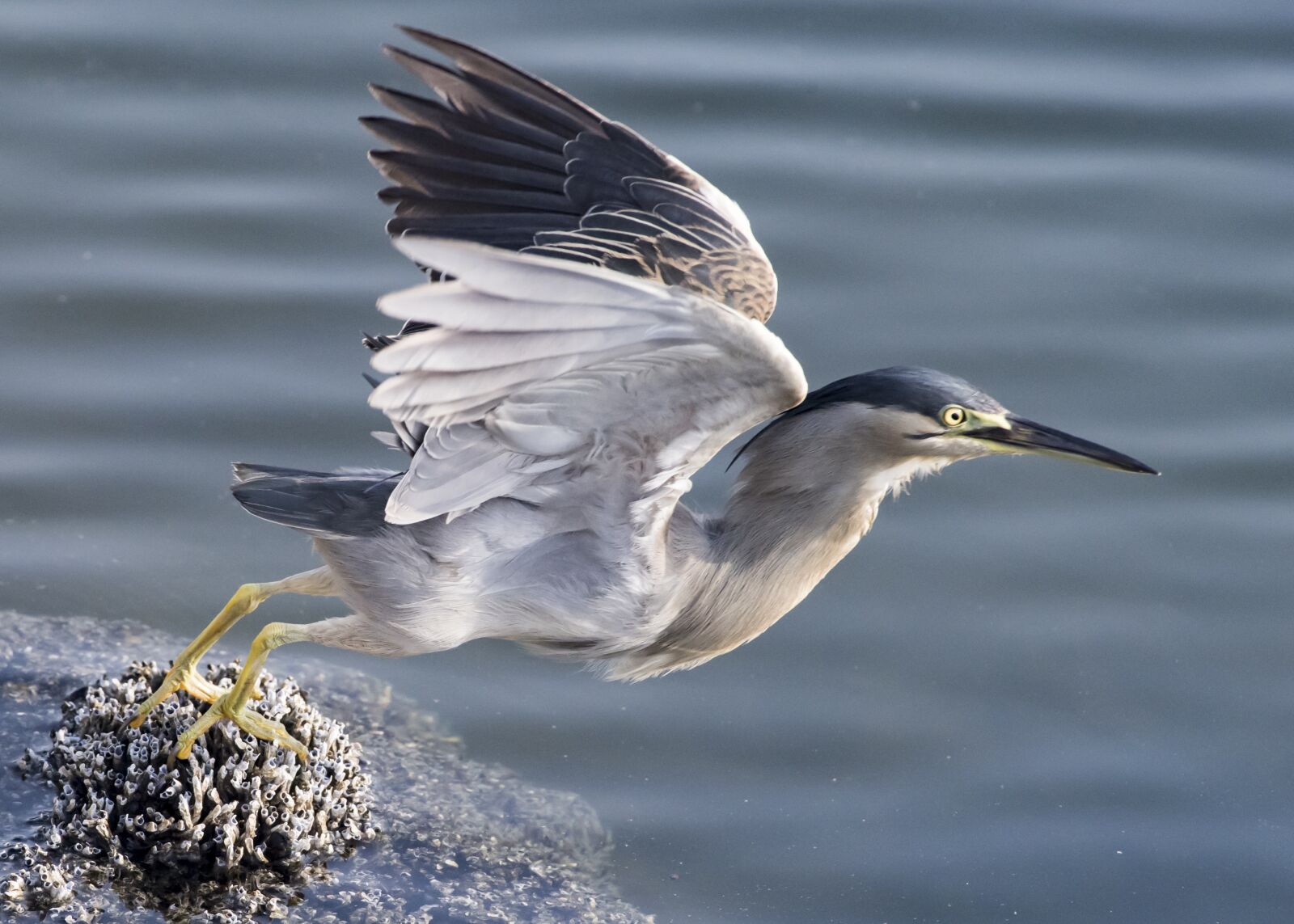 Nikon D5 sample photo. Taking off, heron, bird photography