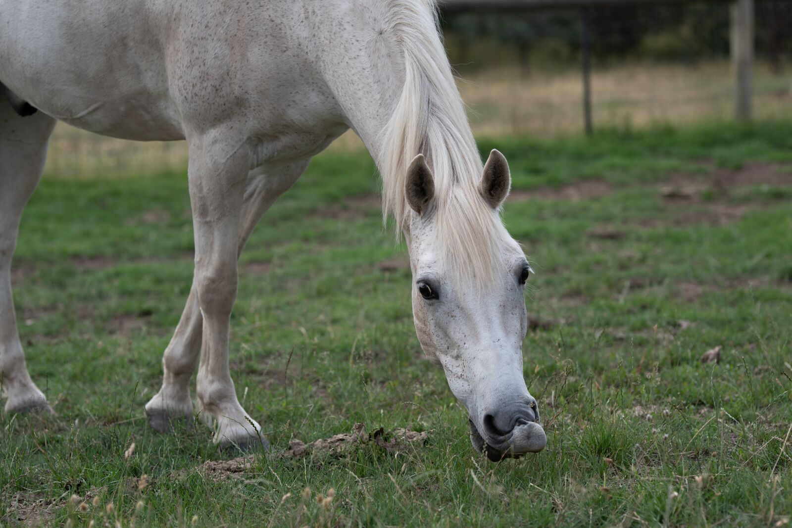 Nikon D750 sample photo. Horse, pony, equine photography