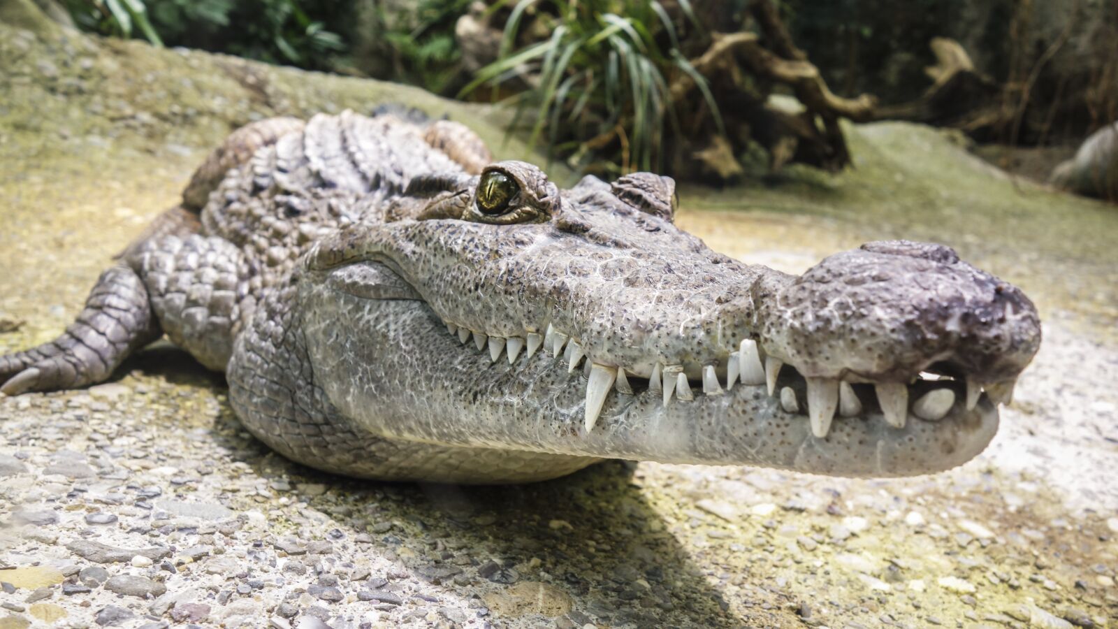 Sony Cyber-shot DSC-RX100 sample photo. Crocodile, tooth, reptile photography