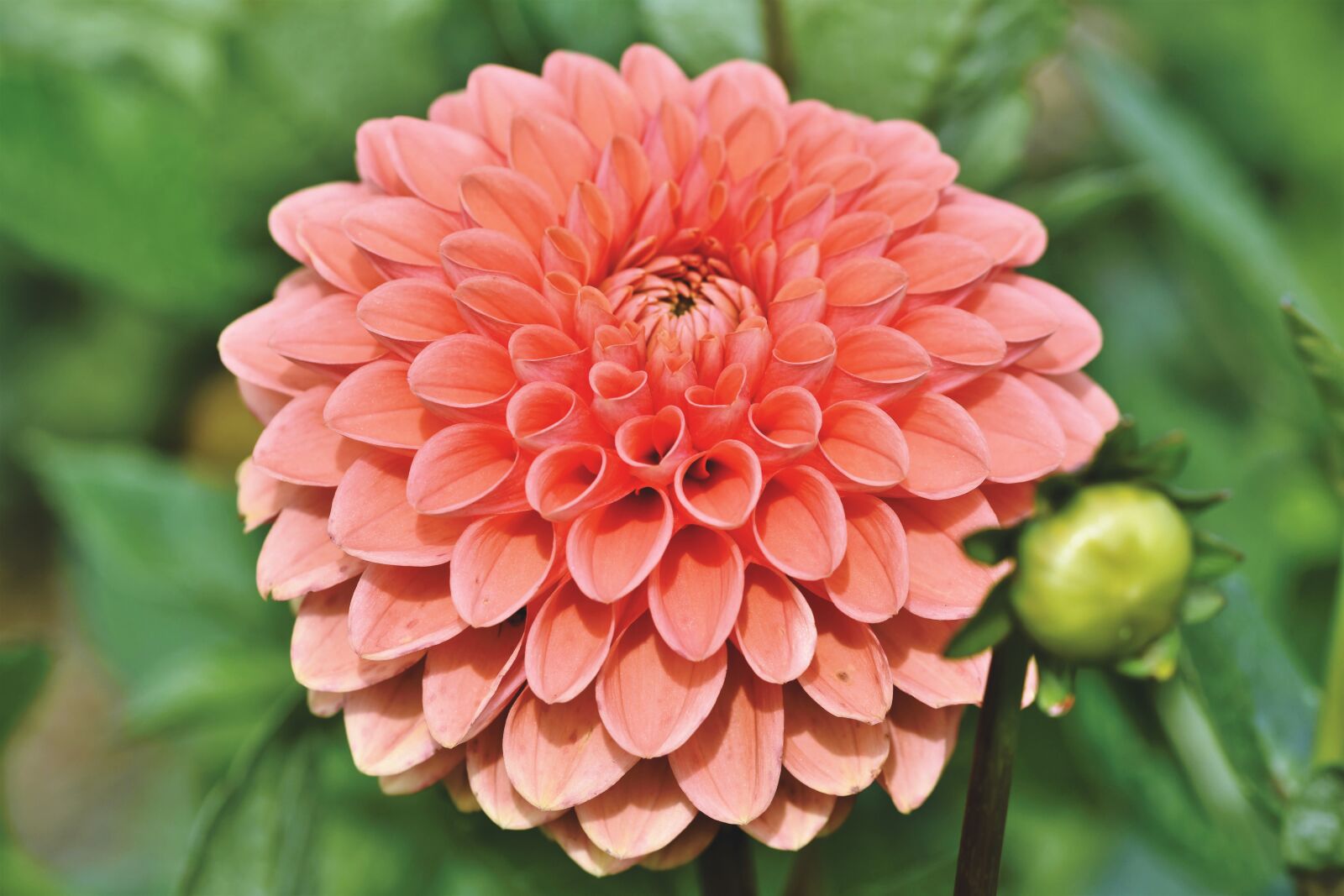 Nikon D7200 sample photo. Dahlia, dahlias bud, flower photography