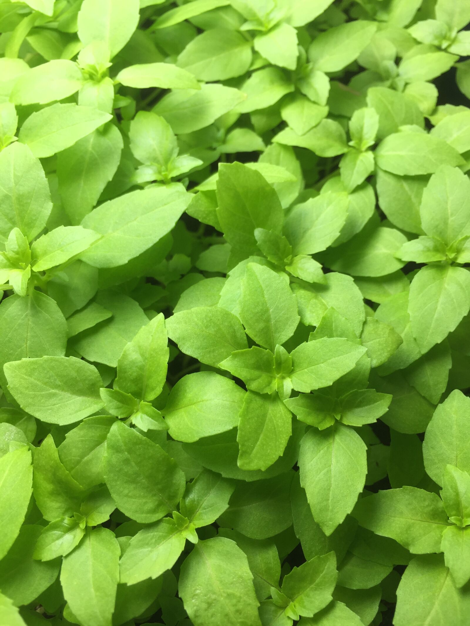 Apple iPhone 6 sample photo. Gardening, plants, garden photography