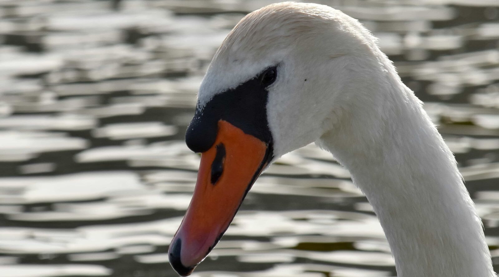Nikon D5500 sample photo. Bird, ornithology, swan, waterfowl photography