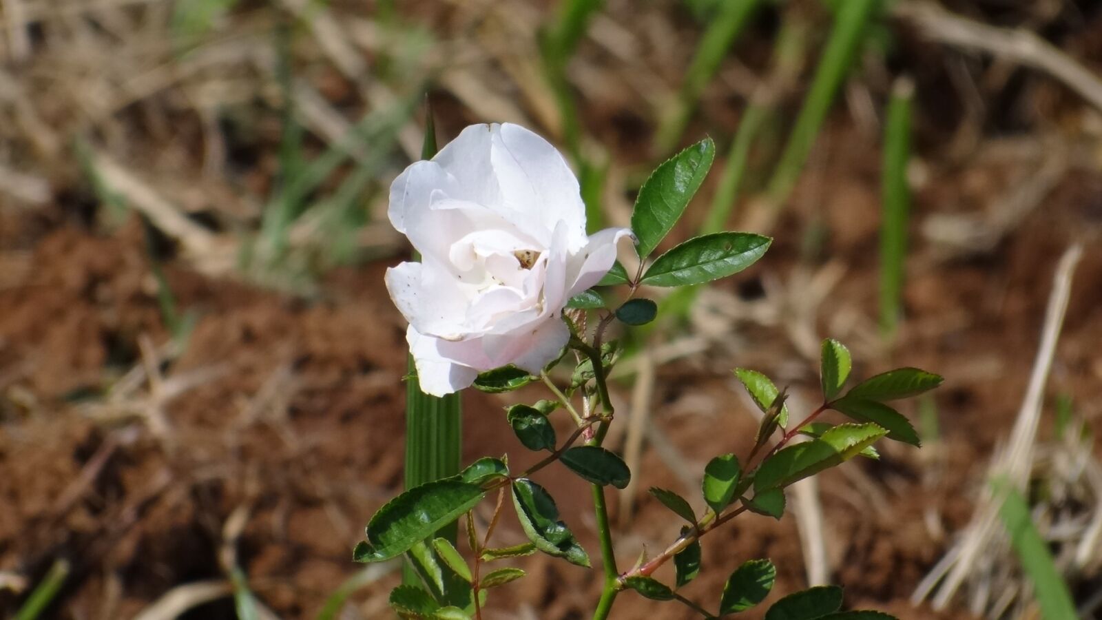 Sony Cyber-shot DSC-HX100V sample photo. White rose, rose, flower photography