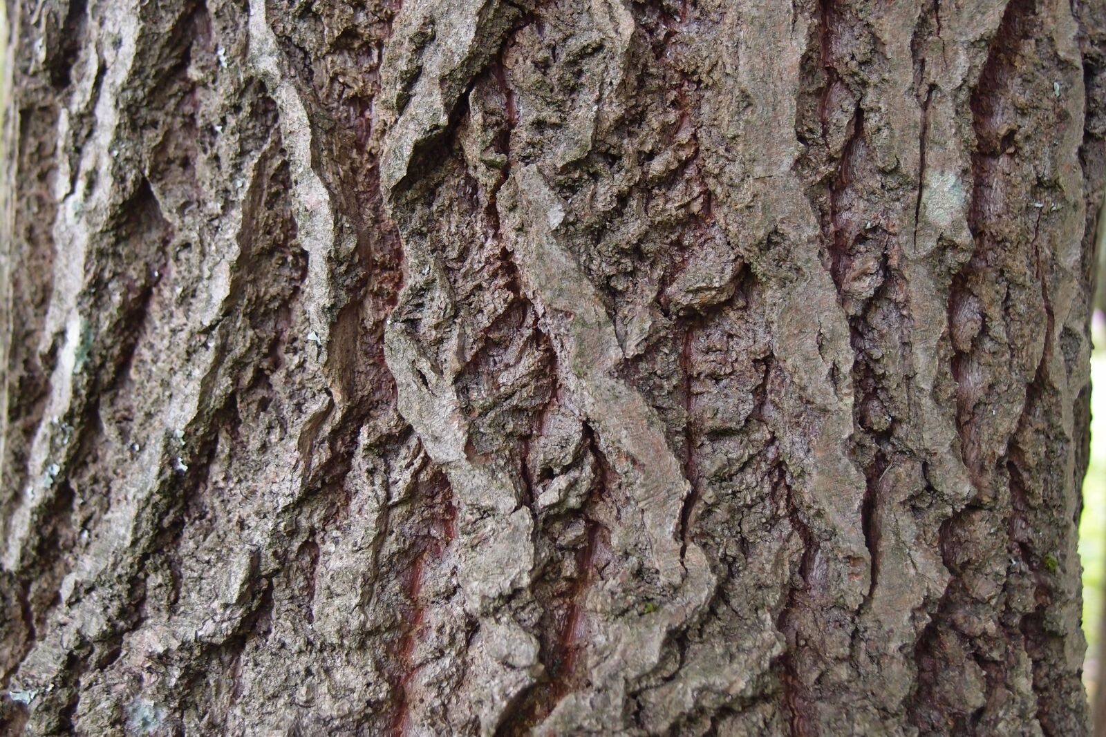 Olympus XZ-1 sample photo. Bark, tree, texture photography