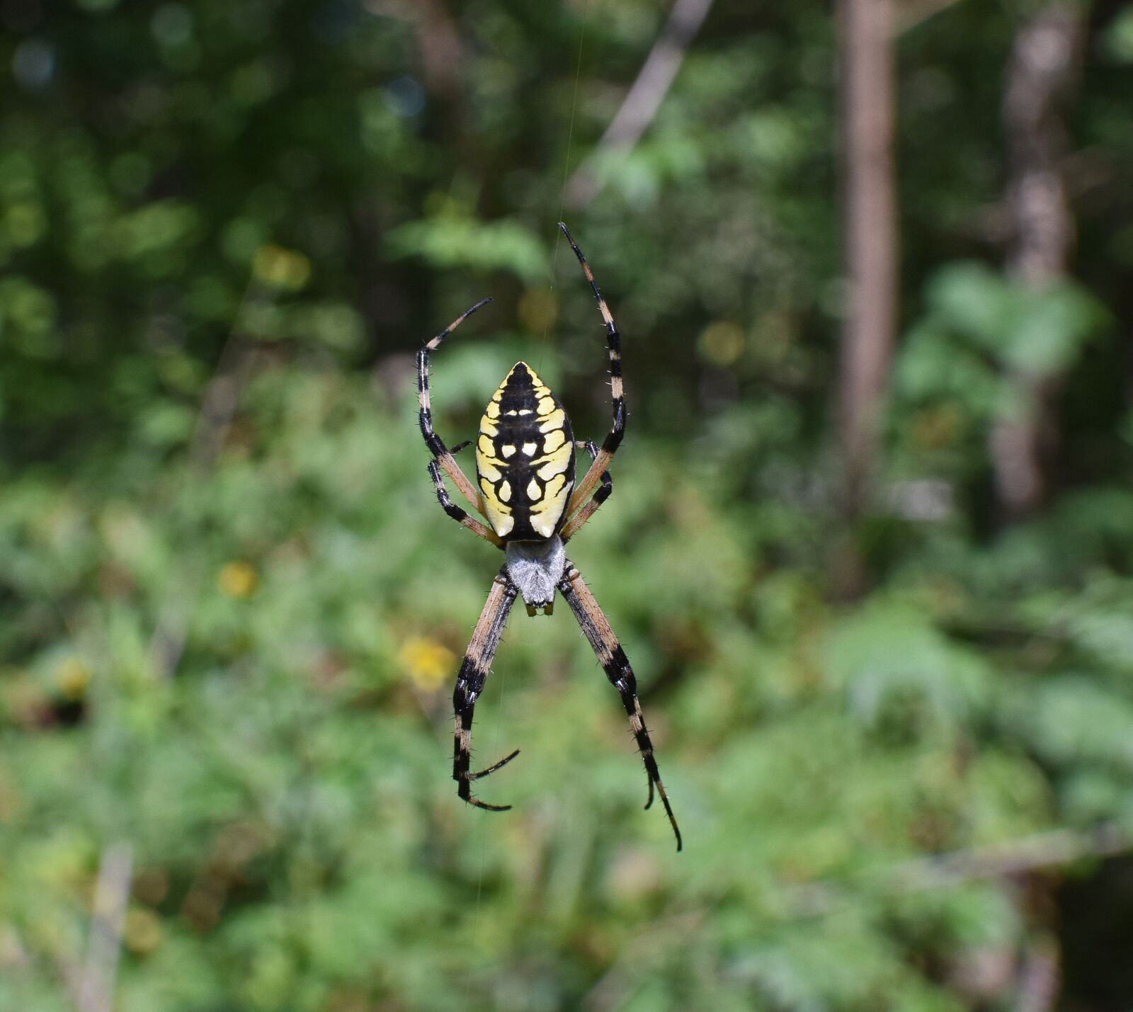 Nikon D3300 sample photo. Yellow garden spider, spider photography