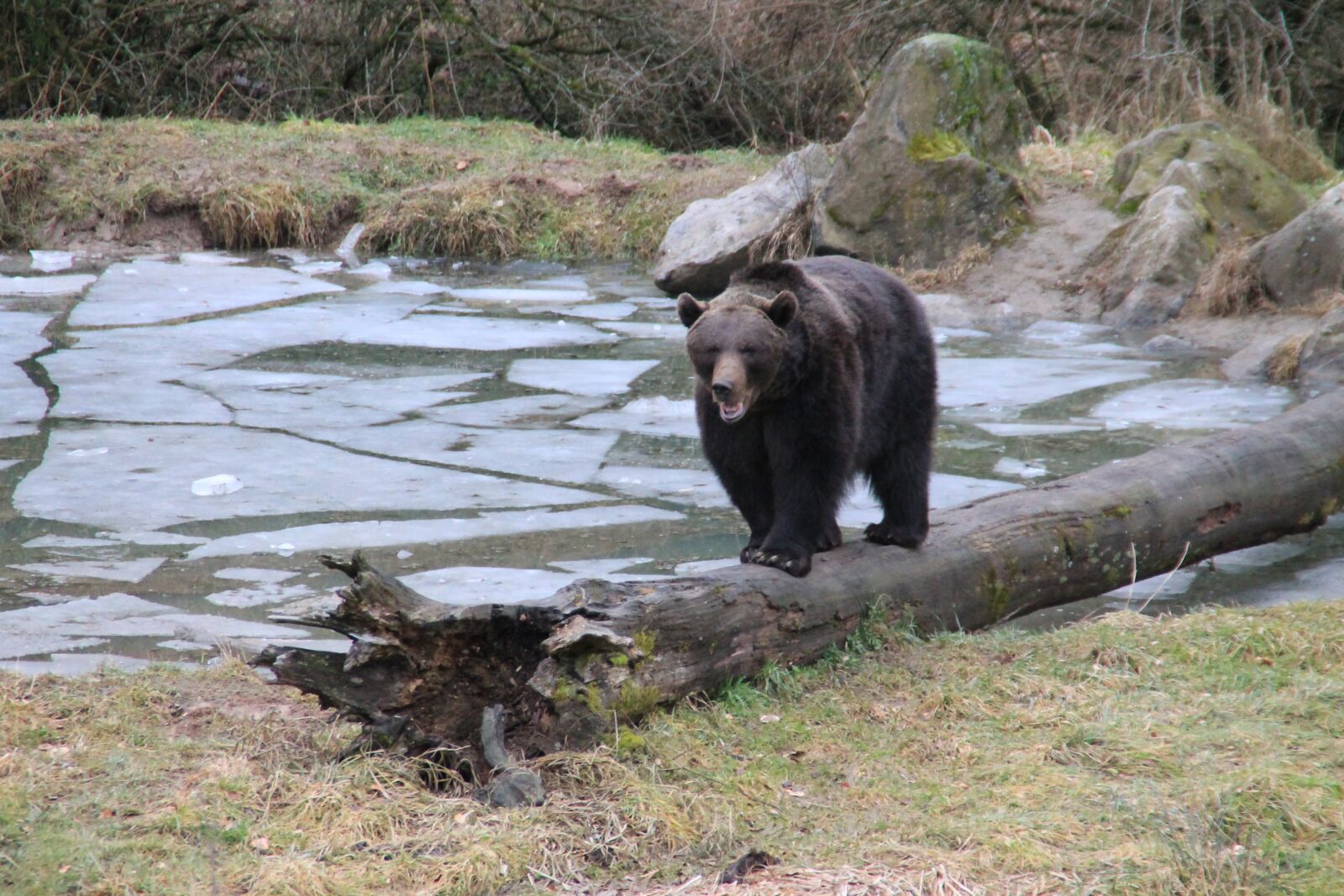 Canon EOS 1100D (EOS Rebel T3 / EOS Kiss X50) sample photo. Animal, bear, brown bear photography
