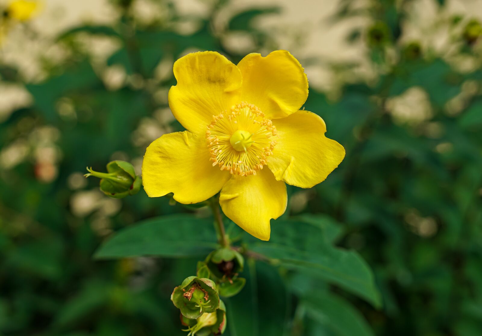 Samyang AF 35mm F1.4 FE sample photo. Yellow, flower, garden photography