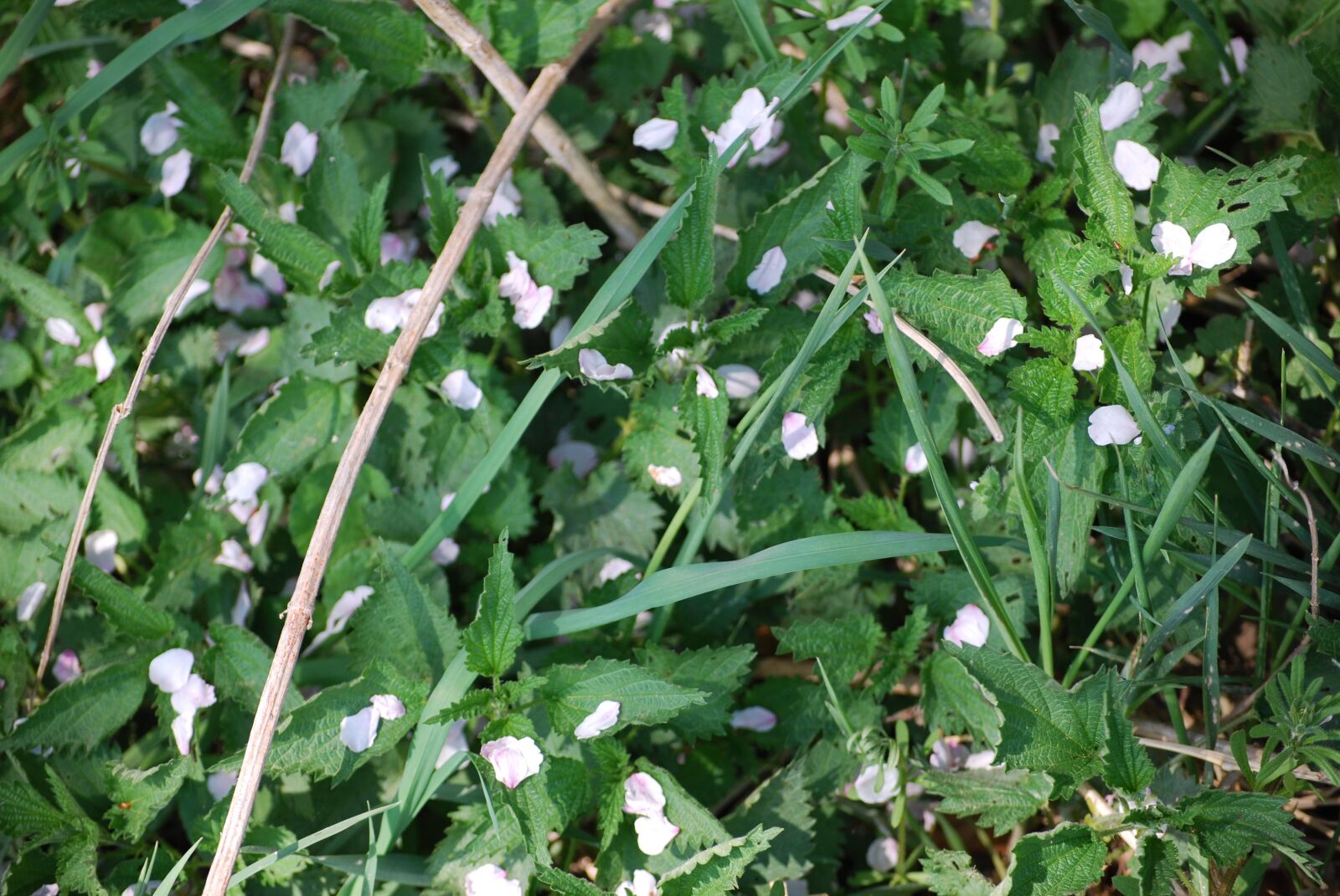 Nikon D60 sample photo. Plant, nature, leaf photography