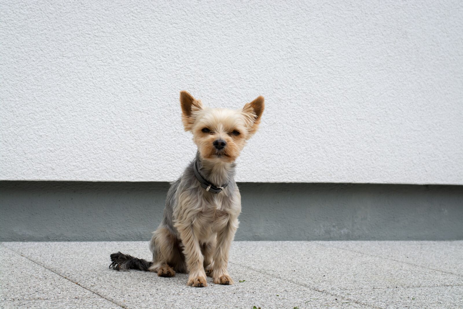 Nikon D7100 sample photo. Dog, small, pet photography