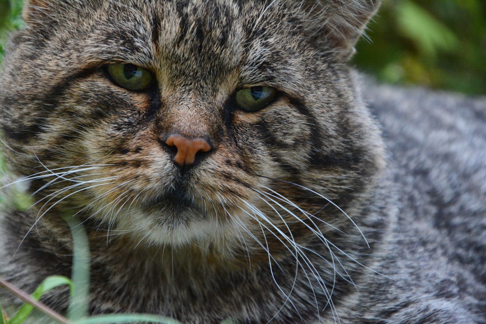 Nikon D7100 sample photo. Cat, pets, animal photography